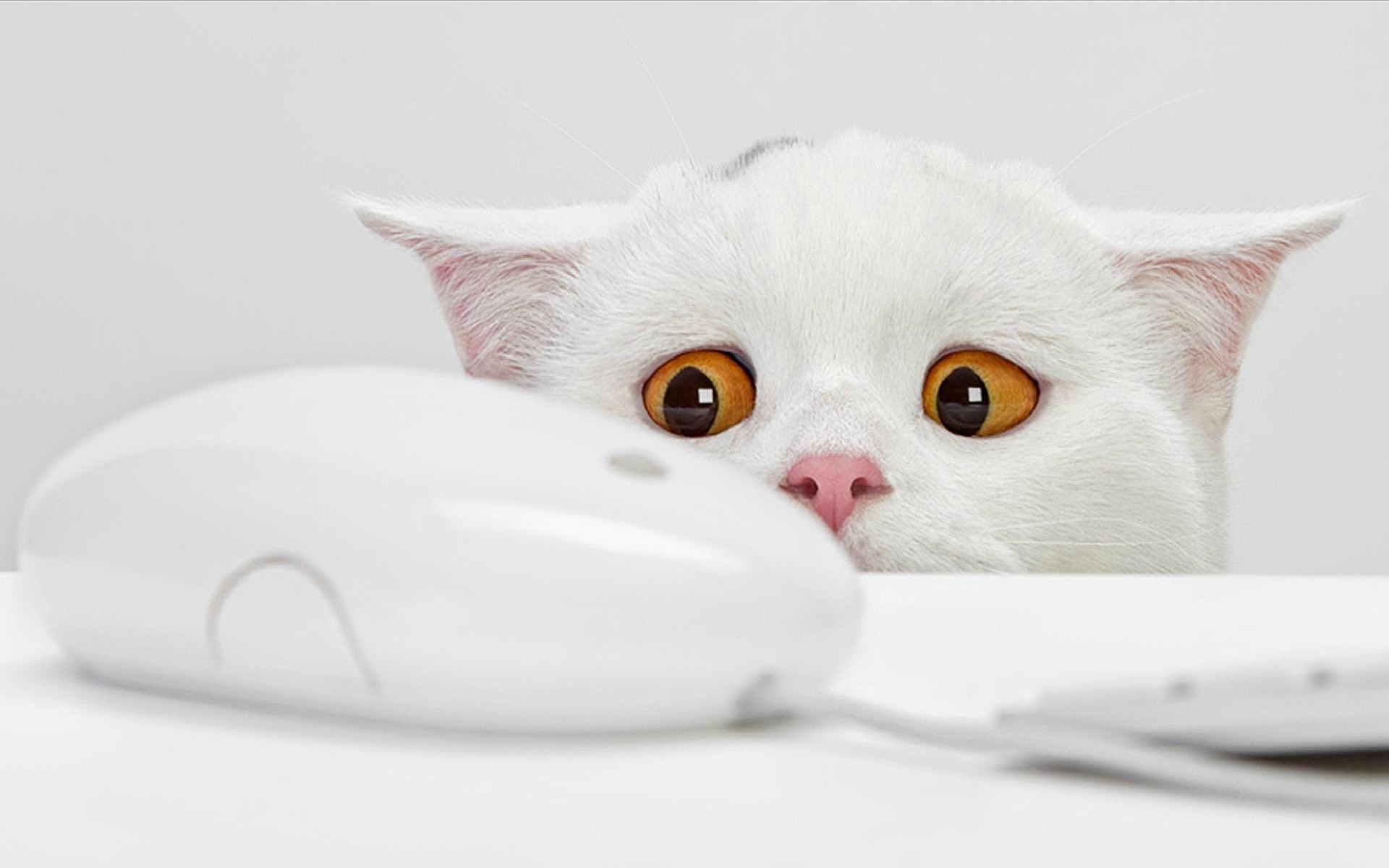 1920x1200 smart phone, simple, yellow, white mac, animals, white, cats, keyboards,  background,cute, hd cat wallpapers, background, mice, eyes,  funny,computers, ...