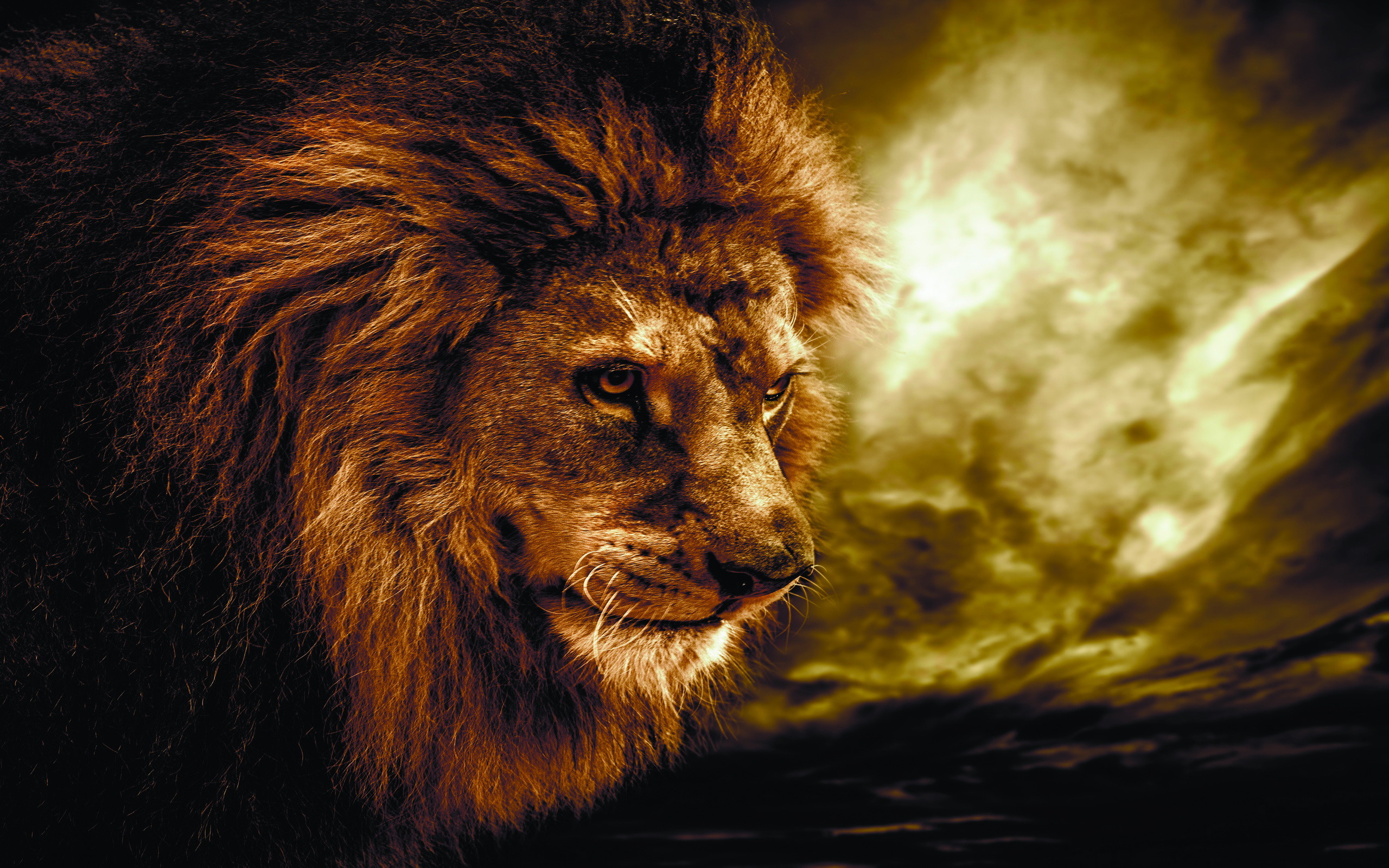 2560x1600 Animal - Lion Wallpaper