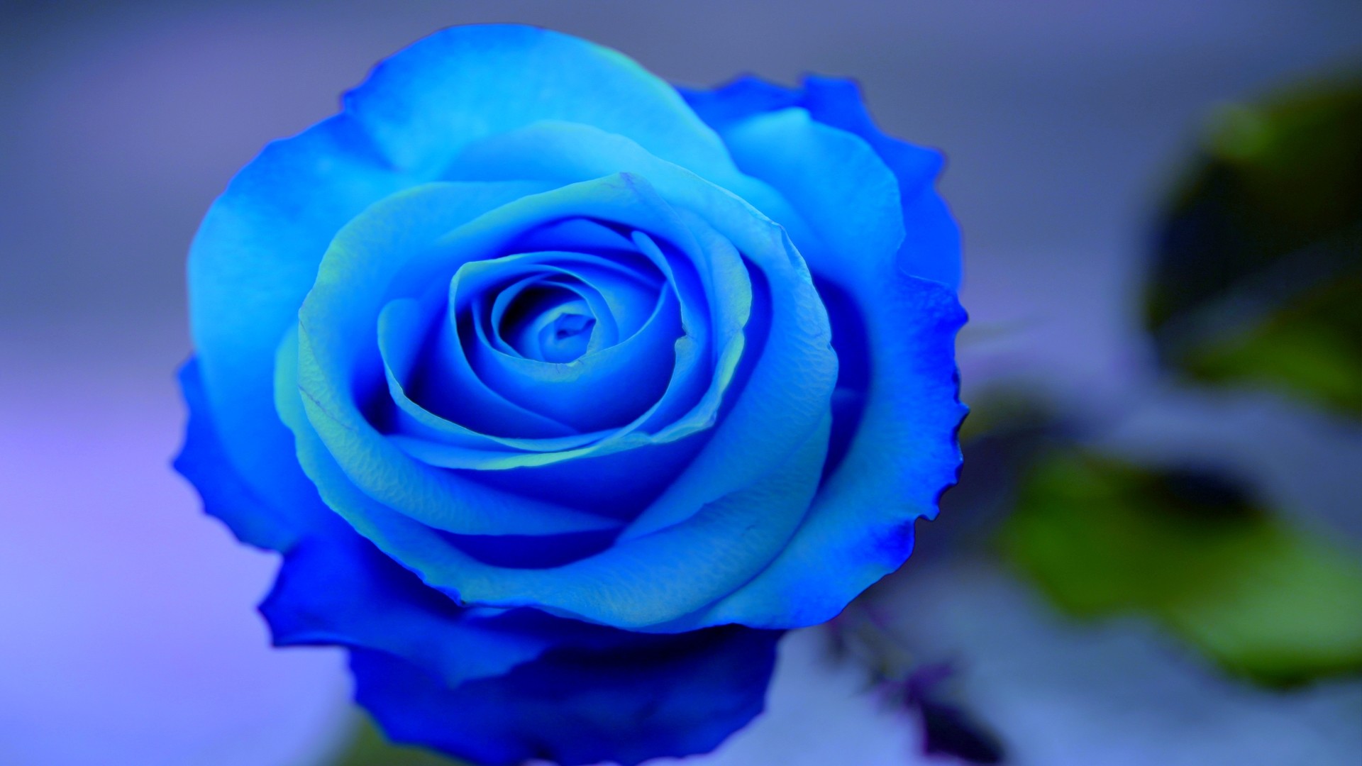 1920x1080 Beautiful Flowers Wallpaper Blue On Blue 17 Background