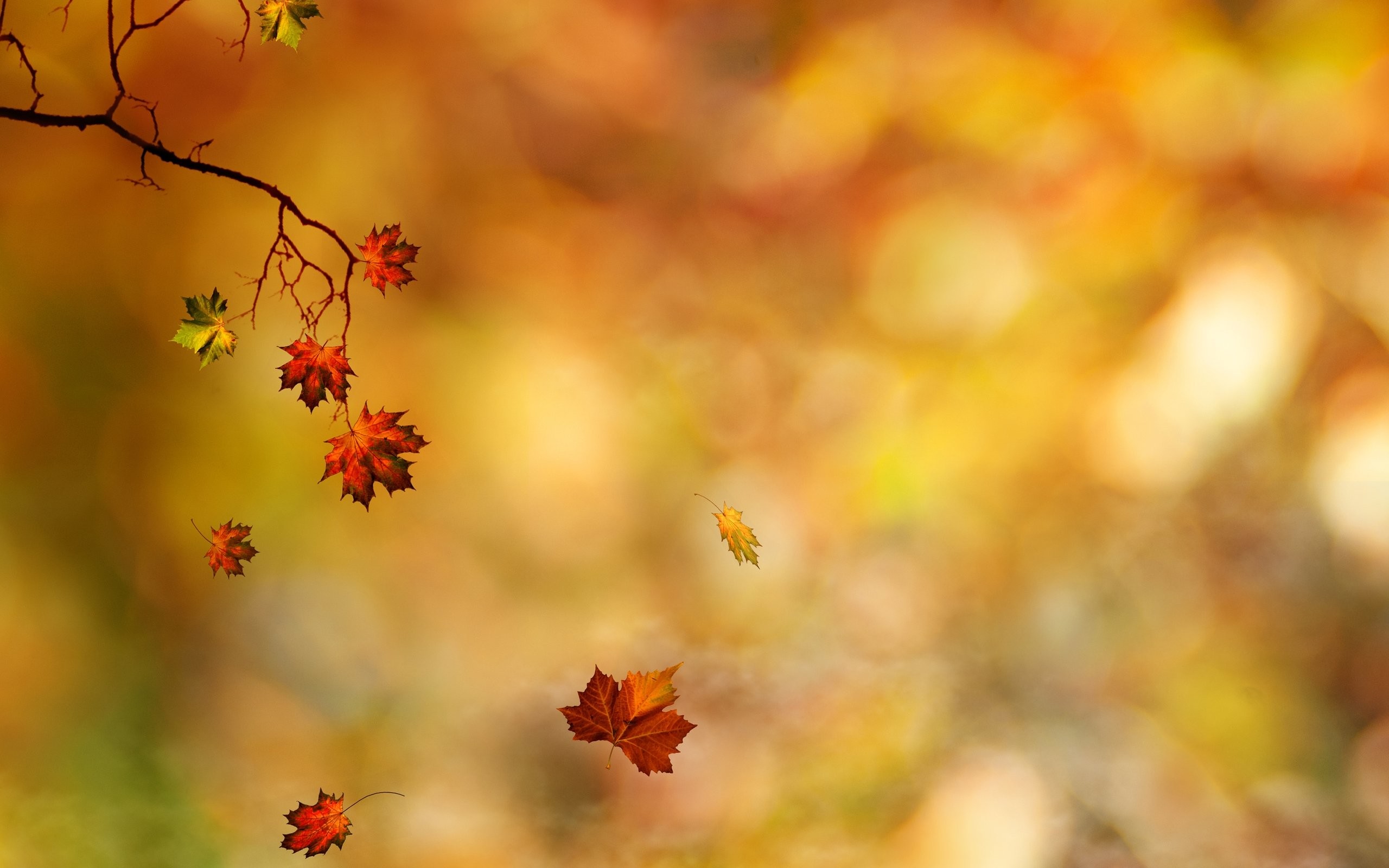 2560x1600 fall-leaves-background-6016-6285-hd-wallpapers-1