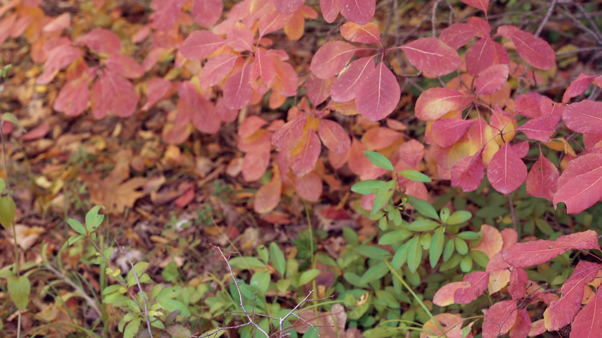 1920x1080 Tilt shot of red leaves on bush and autumn forest in soft focus on the  background
