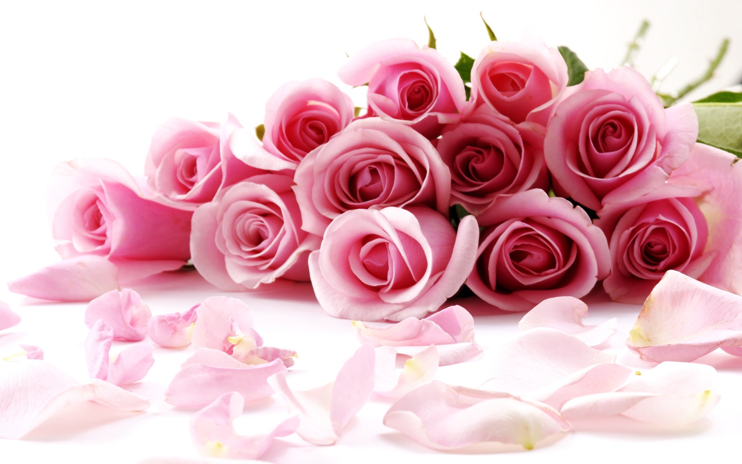 2560x1600 Rose Flowers wallpapers