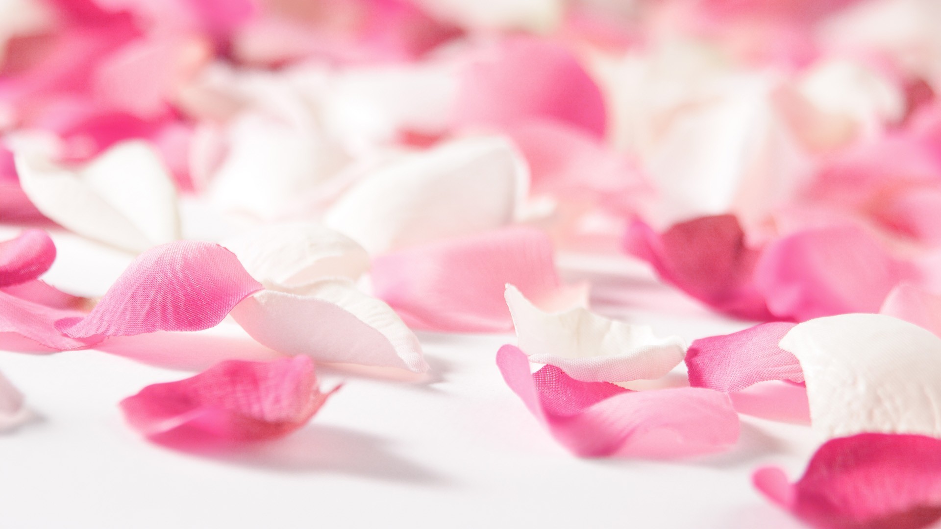 1920x1080 pink flower petals hd. Â«Â«