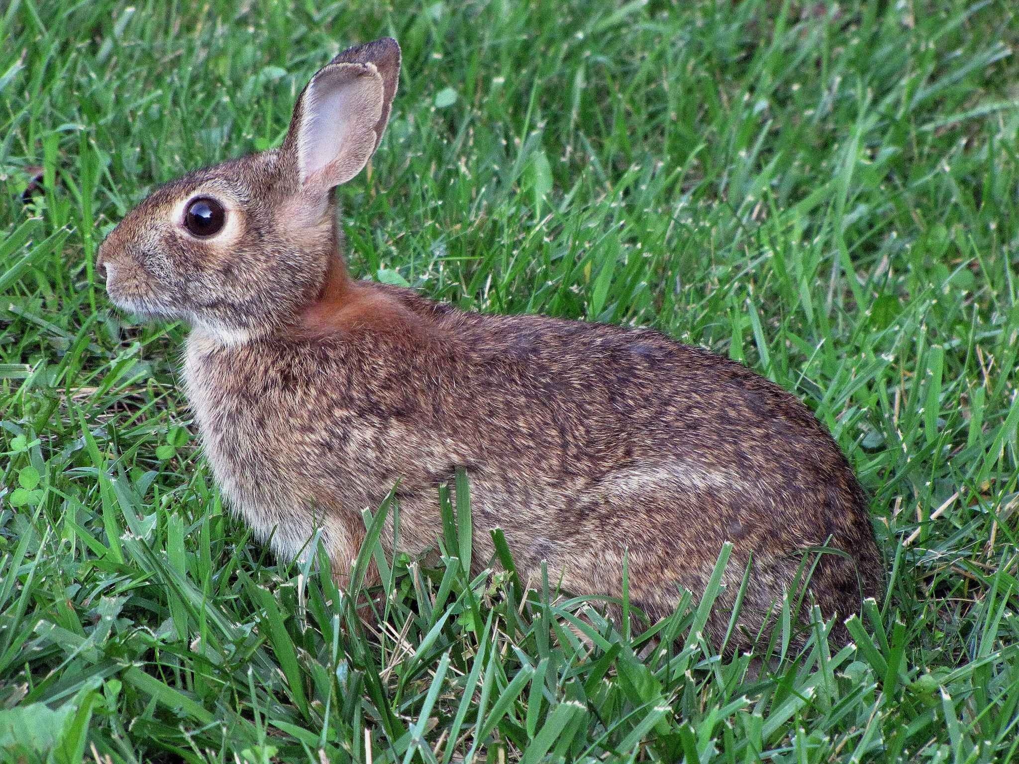 2048x1536 grass prairie wildlife spring mammal fauna rabbit hare animals vertebrate  bunny domestic rabbit rabits and hares