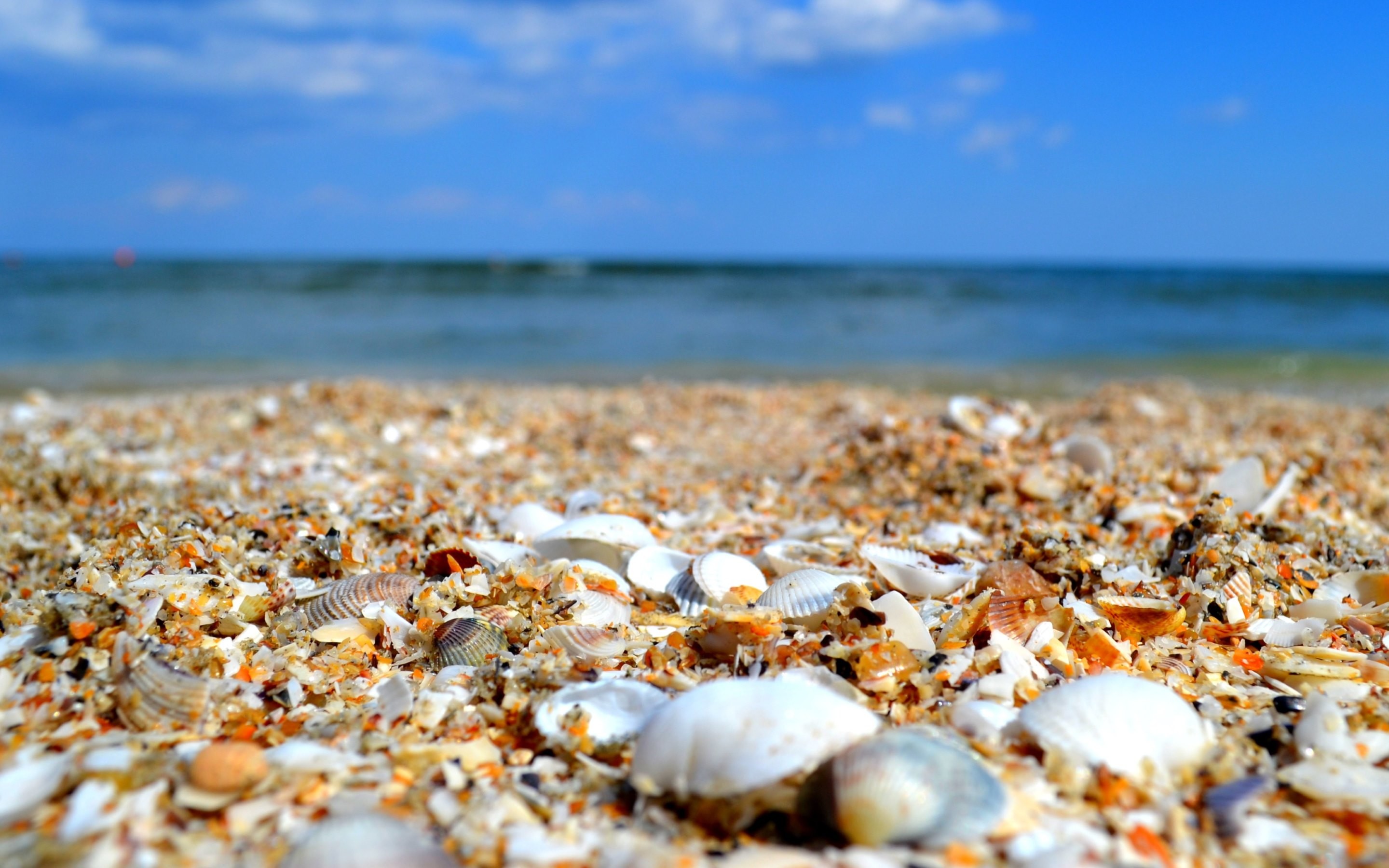 2880x1800 4K HD Wallpaper: Beach Full of Shells