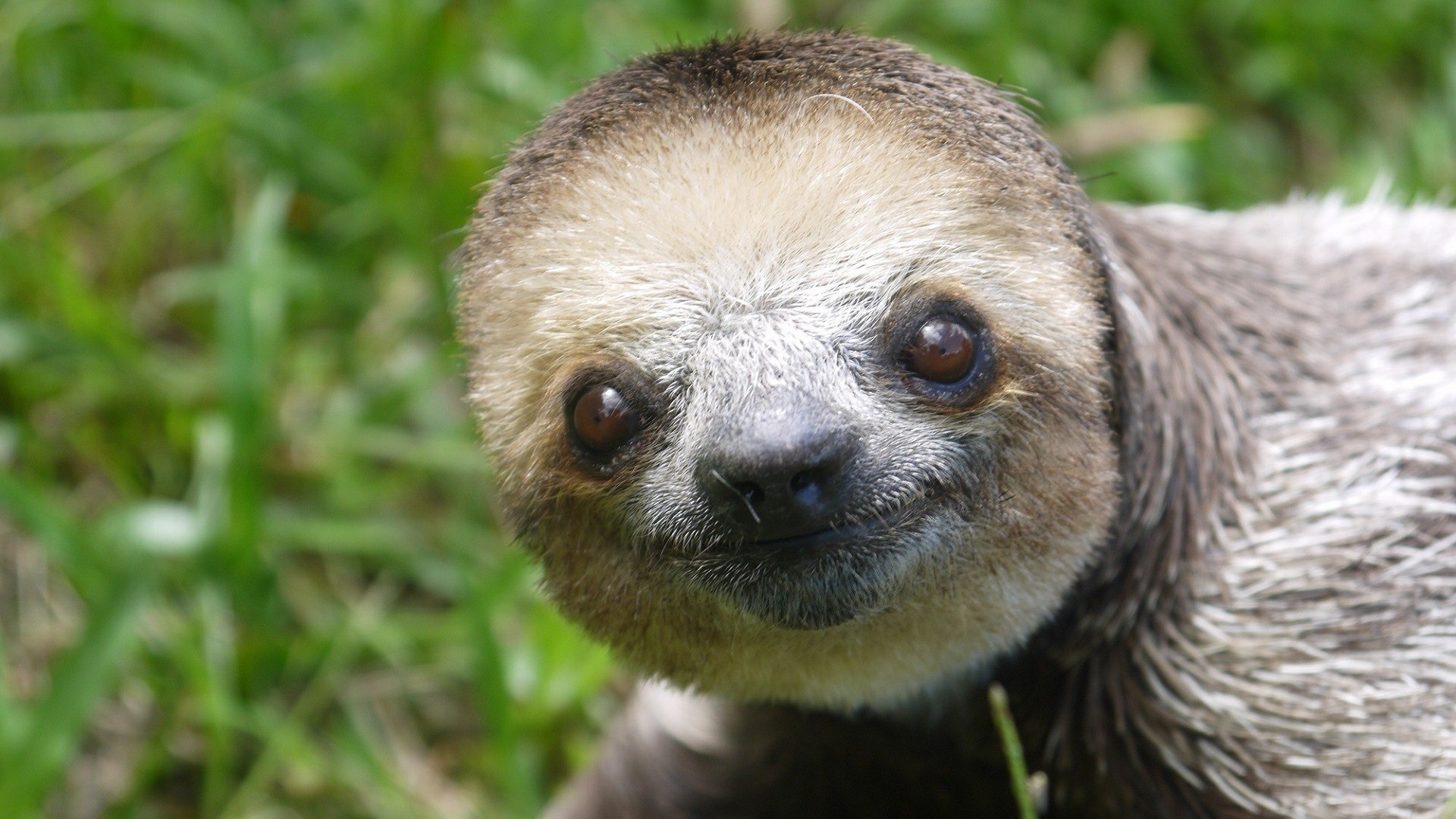 baby sloth wallpaper