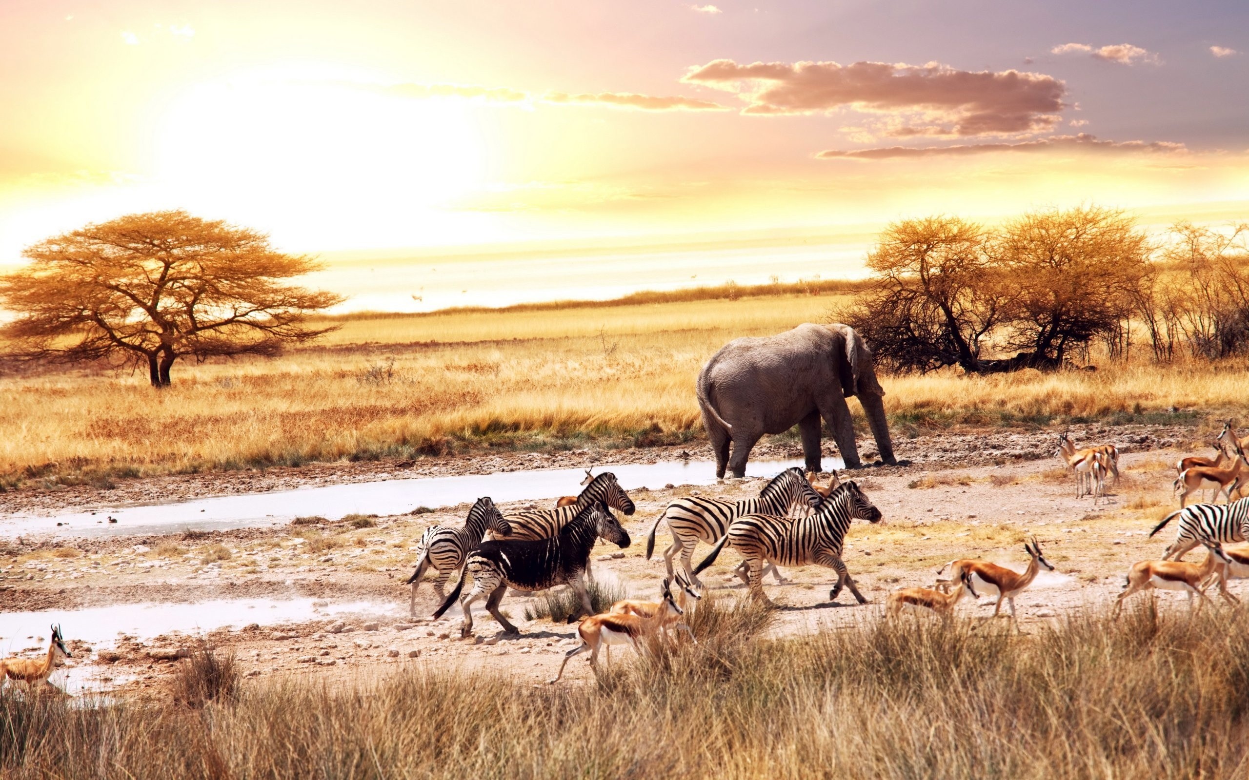 2560x1600 African animals at a watering place wallpapers and images .