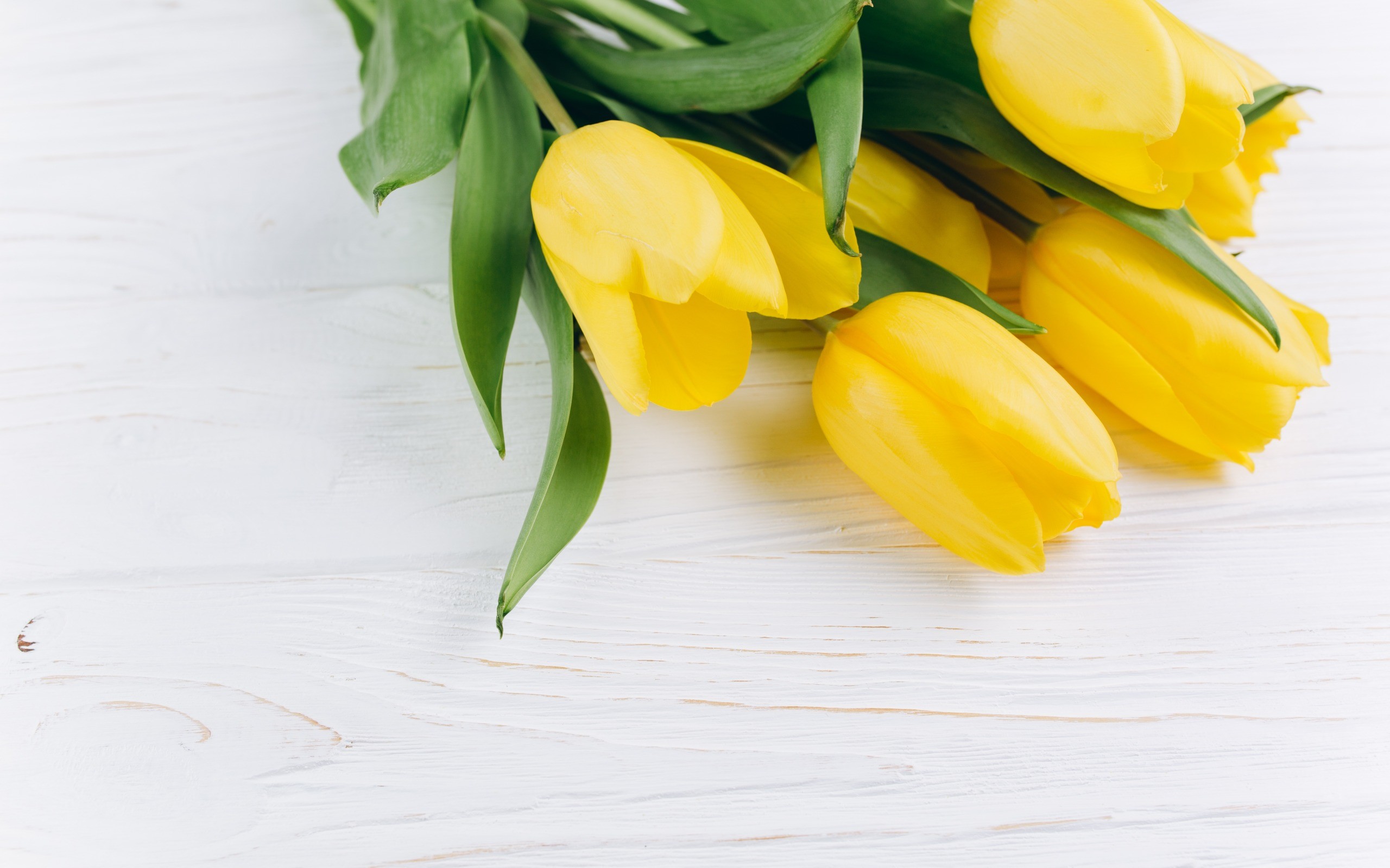 2560x1600 yellow tulips, white wooden background, yellow spring flowers, tulips