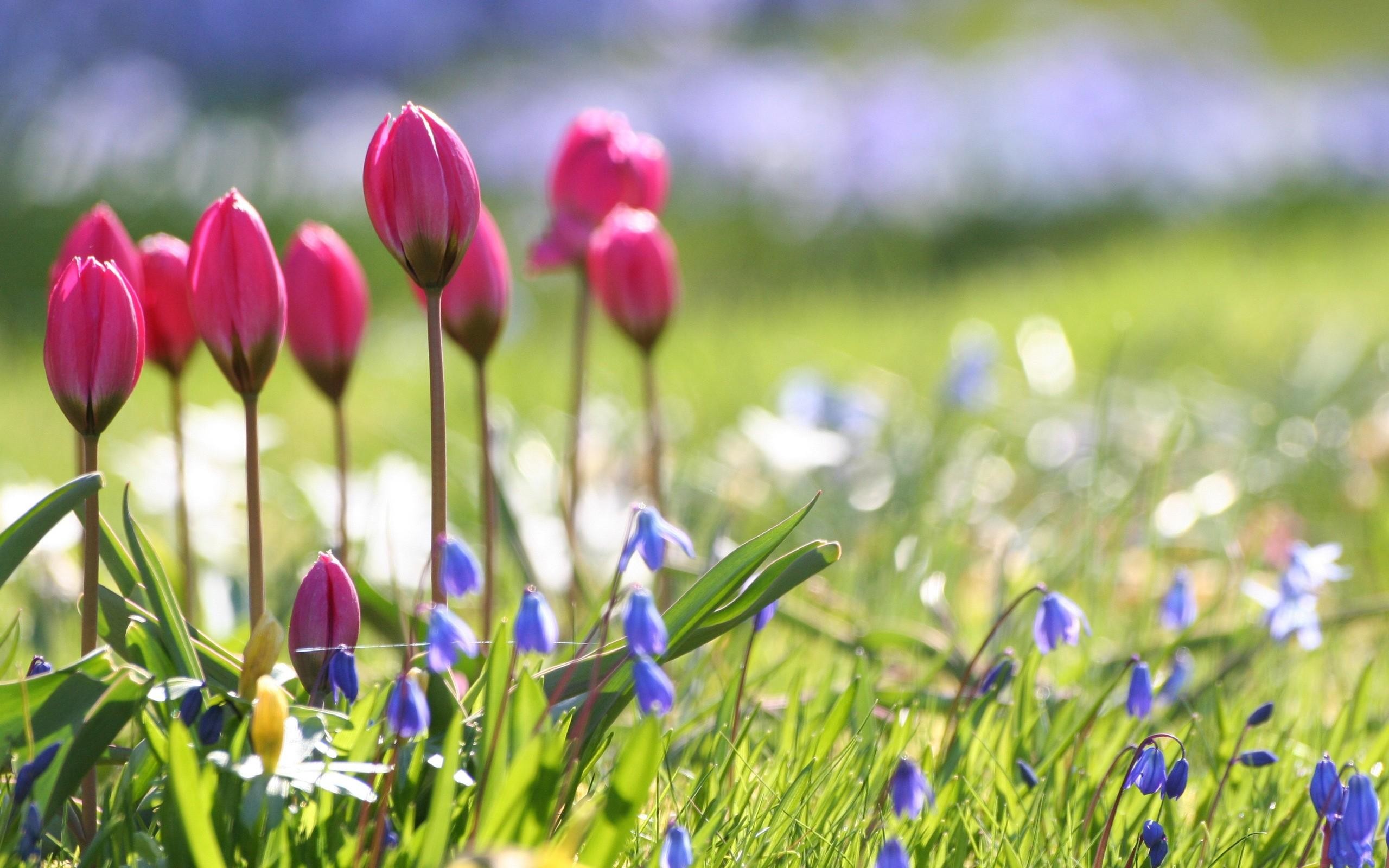 2560x1600 Spring Flowers Wallpapers ...