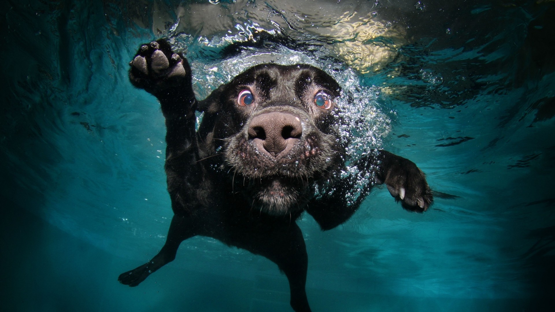 1920x1080  Wallpaper dog, black, underwater, swimming, water