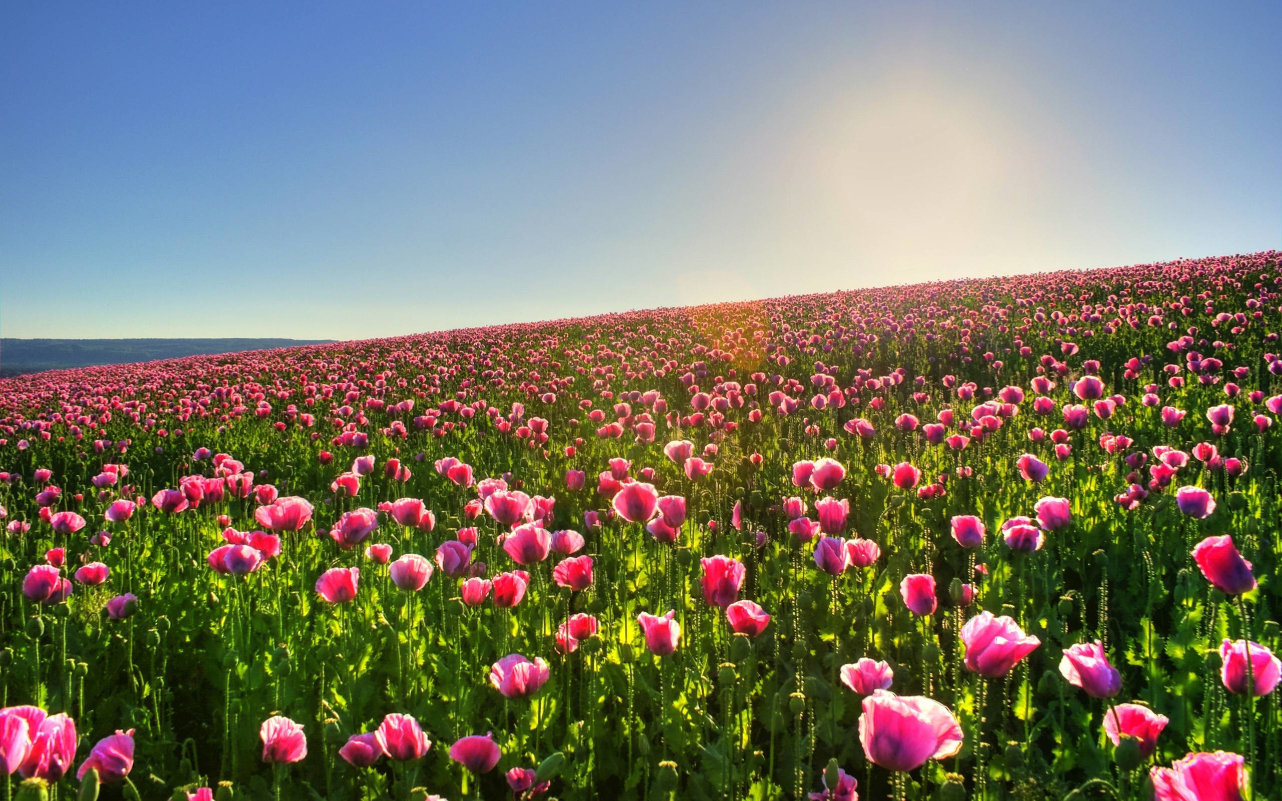 2560x1600 Pink Tulip Flower Garden Wallpaper | HD Wallpapers
