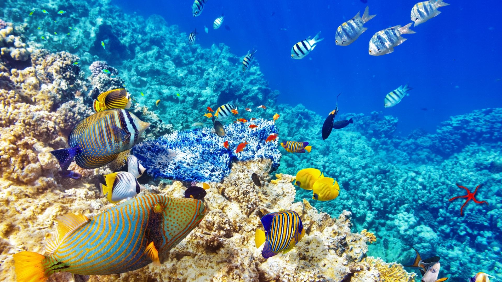 1920x1080 Fishes - Coral World Reef Ocean Underwater Fish Images Beautiful for HD  16:9 High