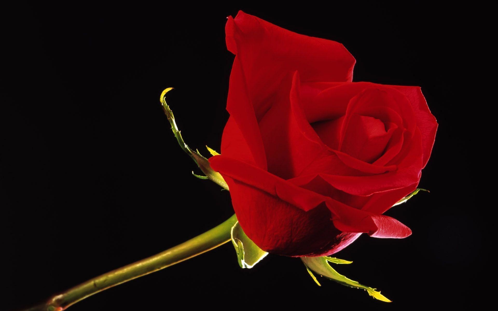 1920x1200 Images For > Black Red Rose Background
