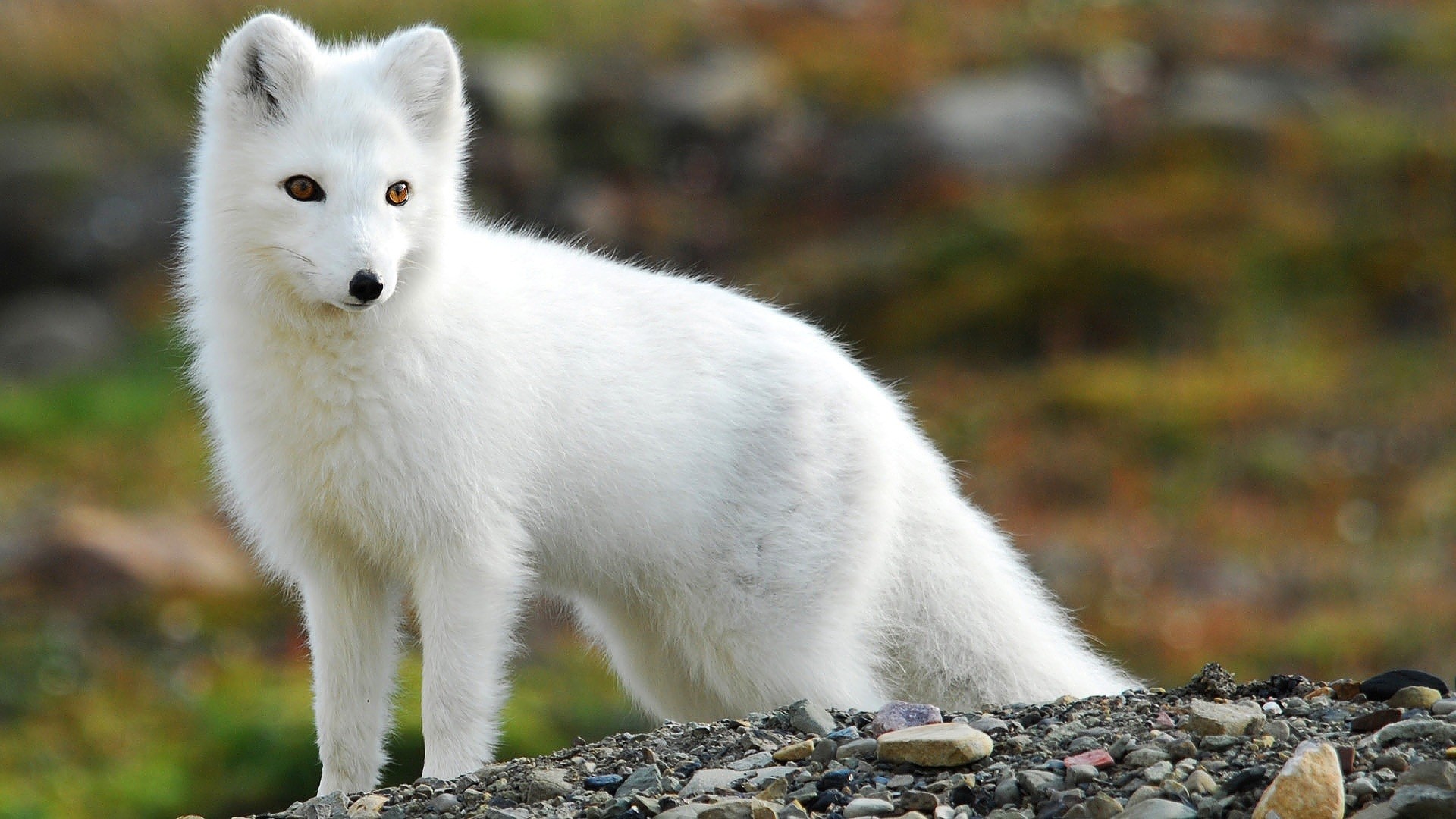 1920x1080 arctic fox - Google Search