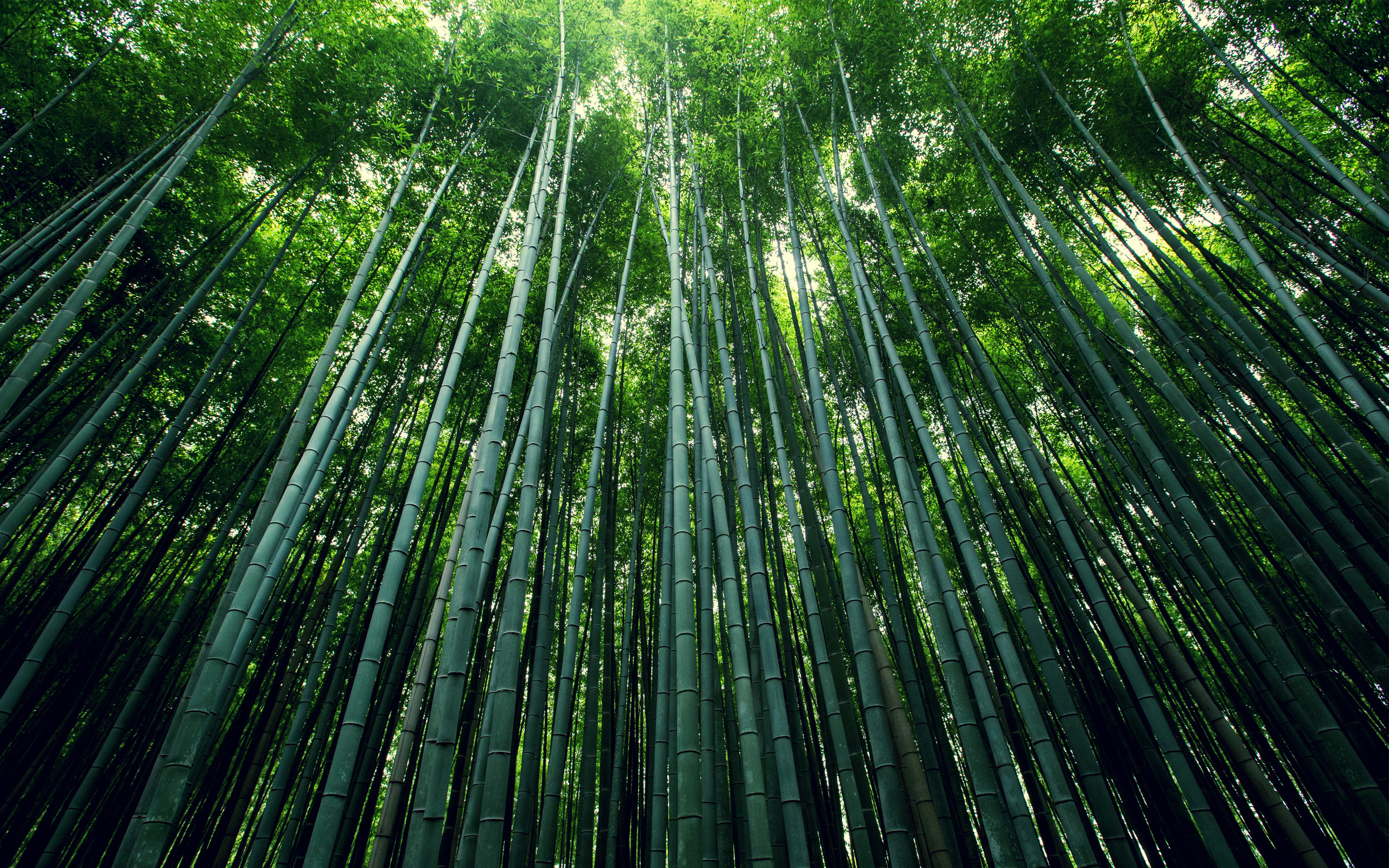 2560x1600 Bamboo Forest