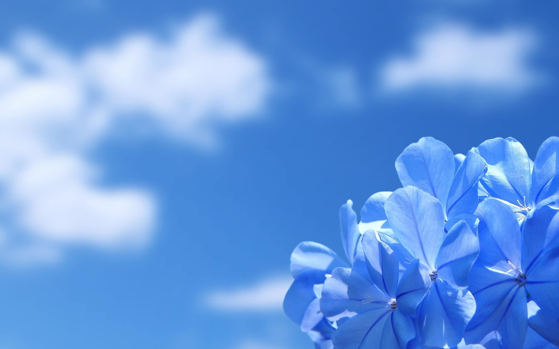 1920x1200 Astonishing Blue Flower Background