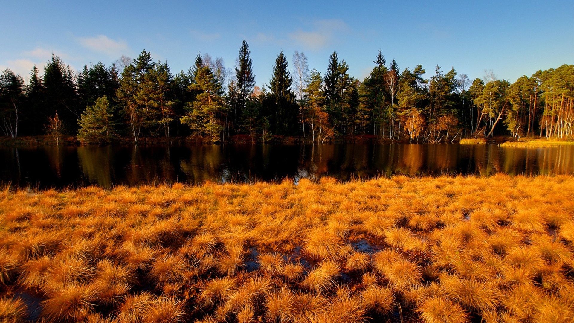 1920x1080 Tundra Tag - Trees Rivers Forest Tundra Lakes Plants Color Marsh Sky Nature  Wet Grass Autumn