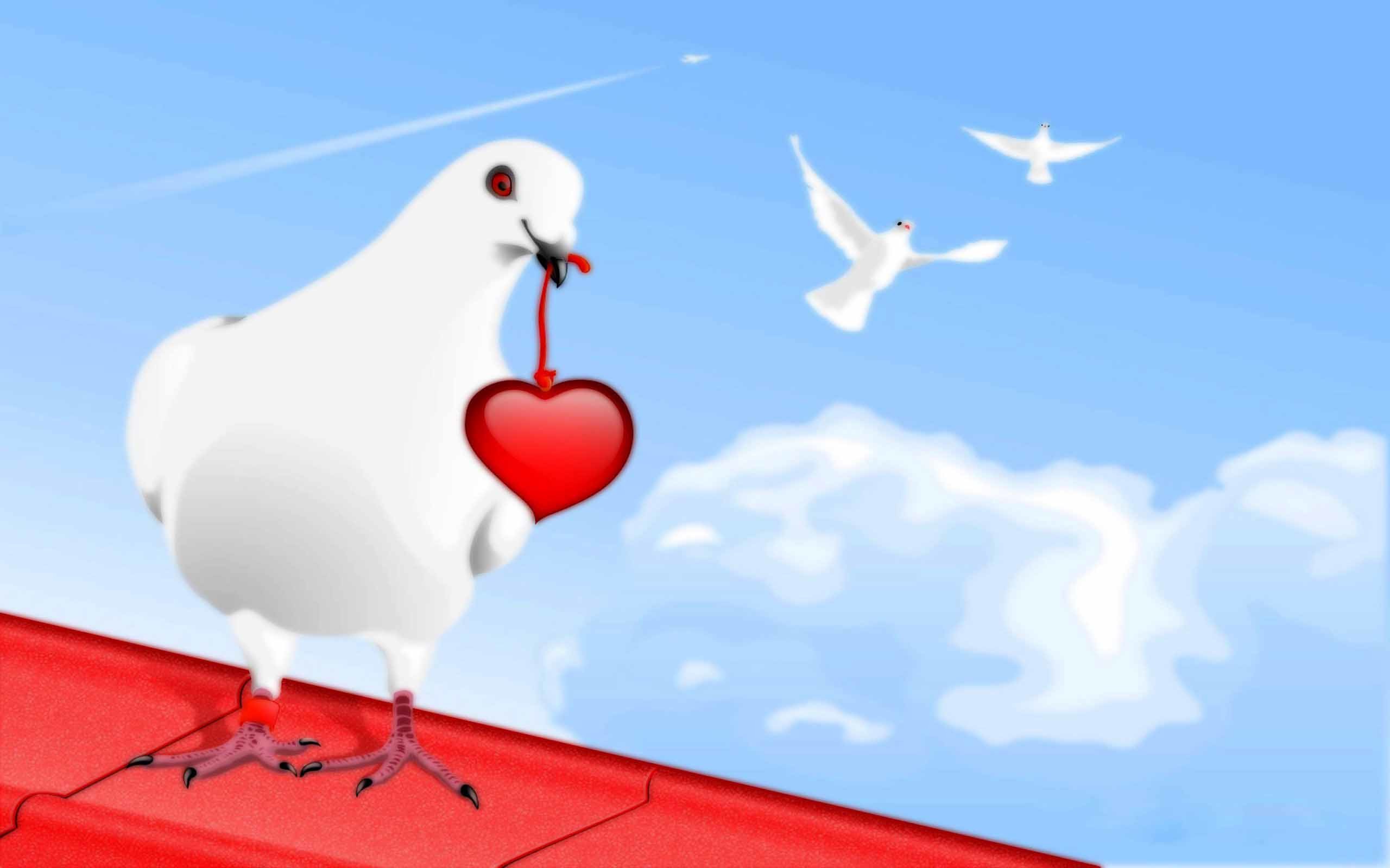 2560x1600 White dove with red heart Valentines day love hd wallpapers