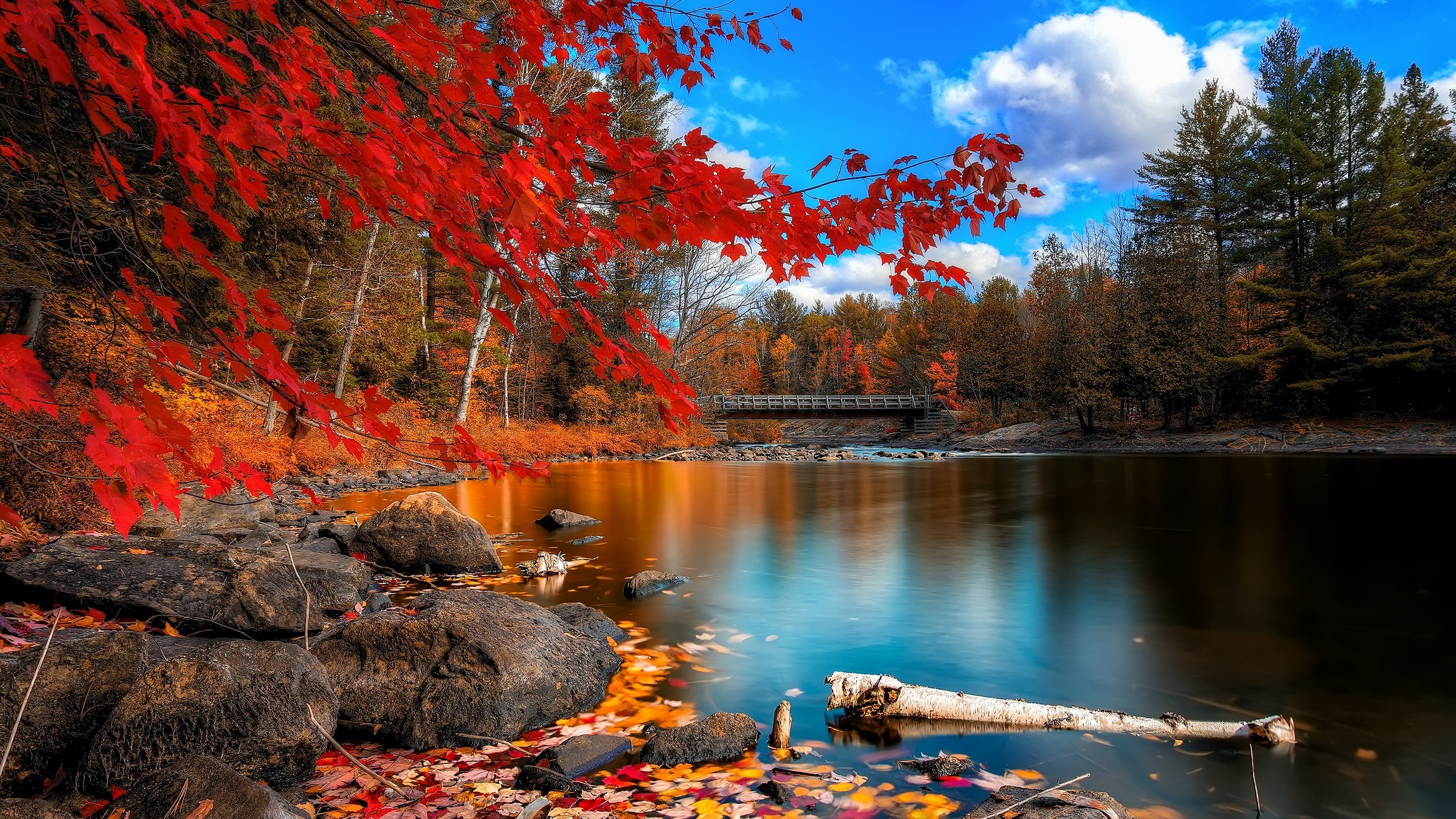 2560x1440 Photo Collection Fall Background Wallpaper Windows ...