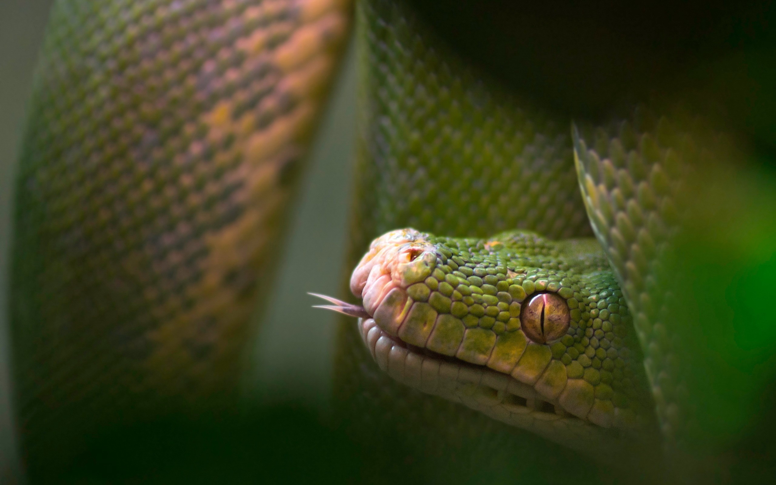 2560x1600 Snake Reptile Tongue Blurring - Free Stock Photos, Images, HD Wallpaper