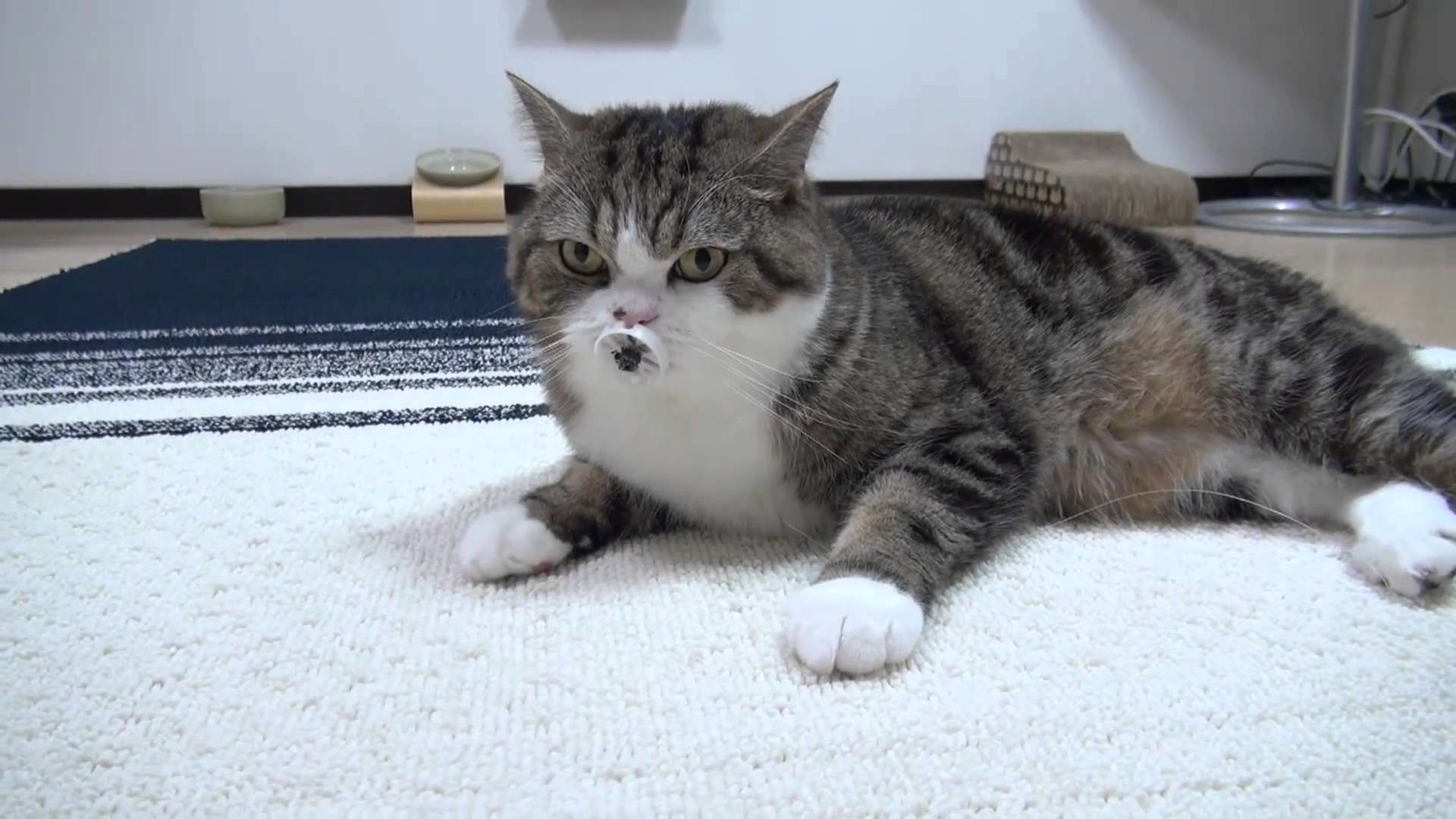 1920x1080 Gallery For > Maru The Cat Wallpaper