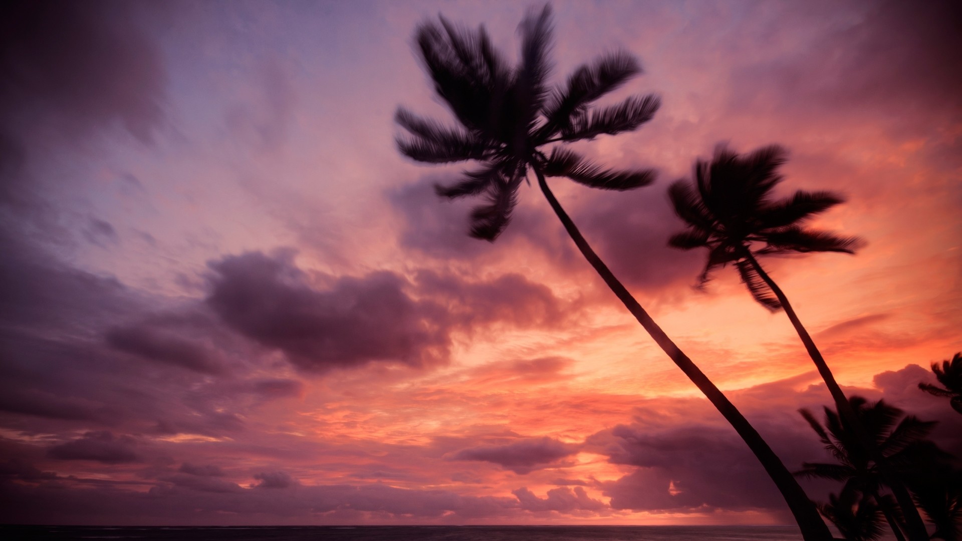 1920x1080 Preview wallpaper palm trees, light, sunset, night, sea 