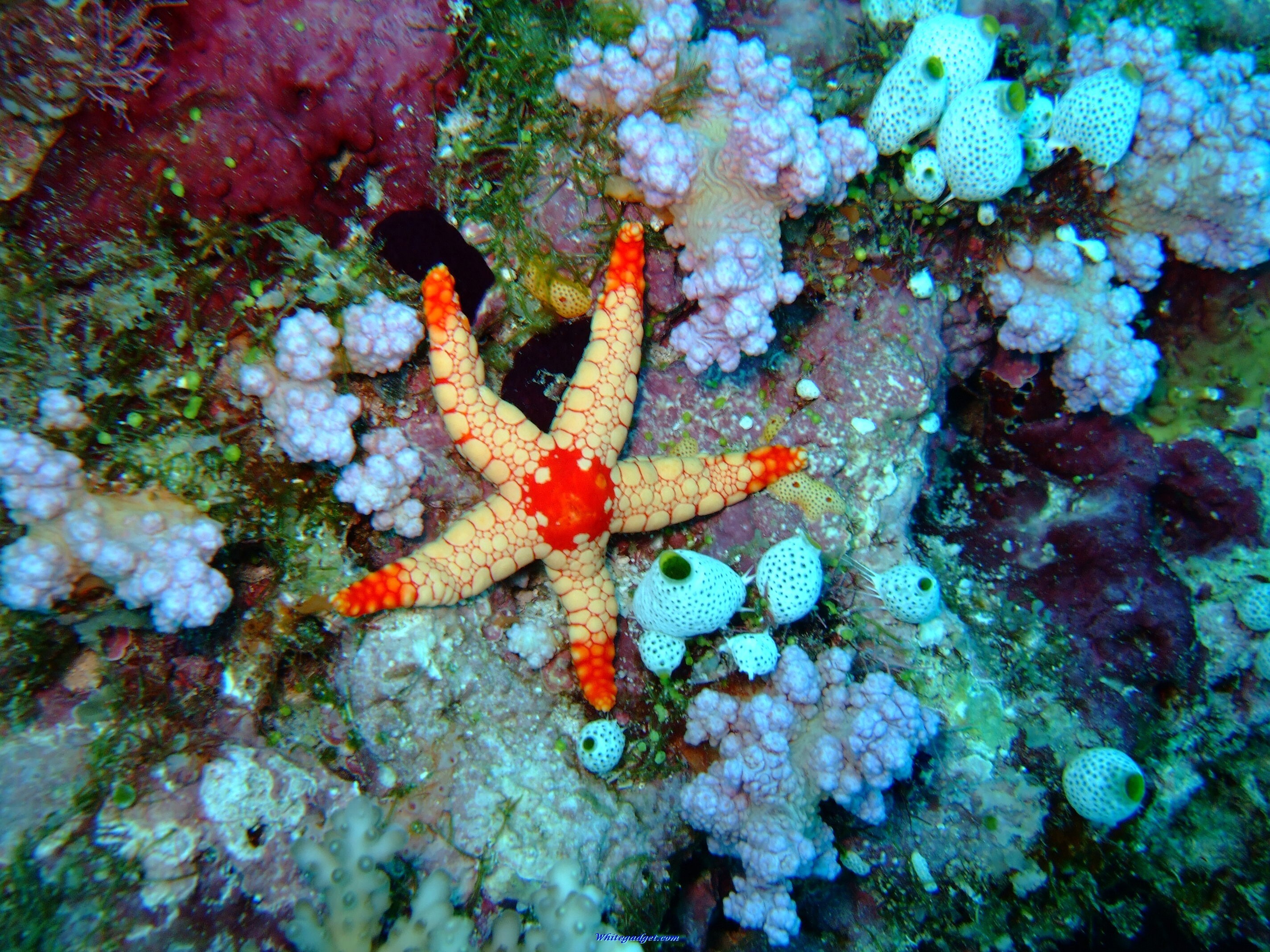 2848x2136 ocean life photos | Marine Life Sea - New HD Wallpapers