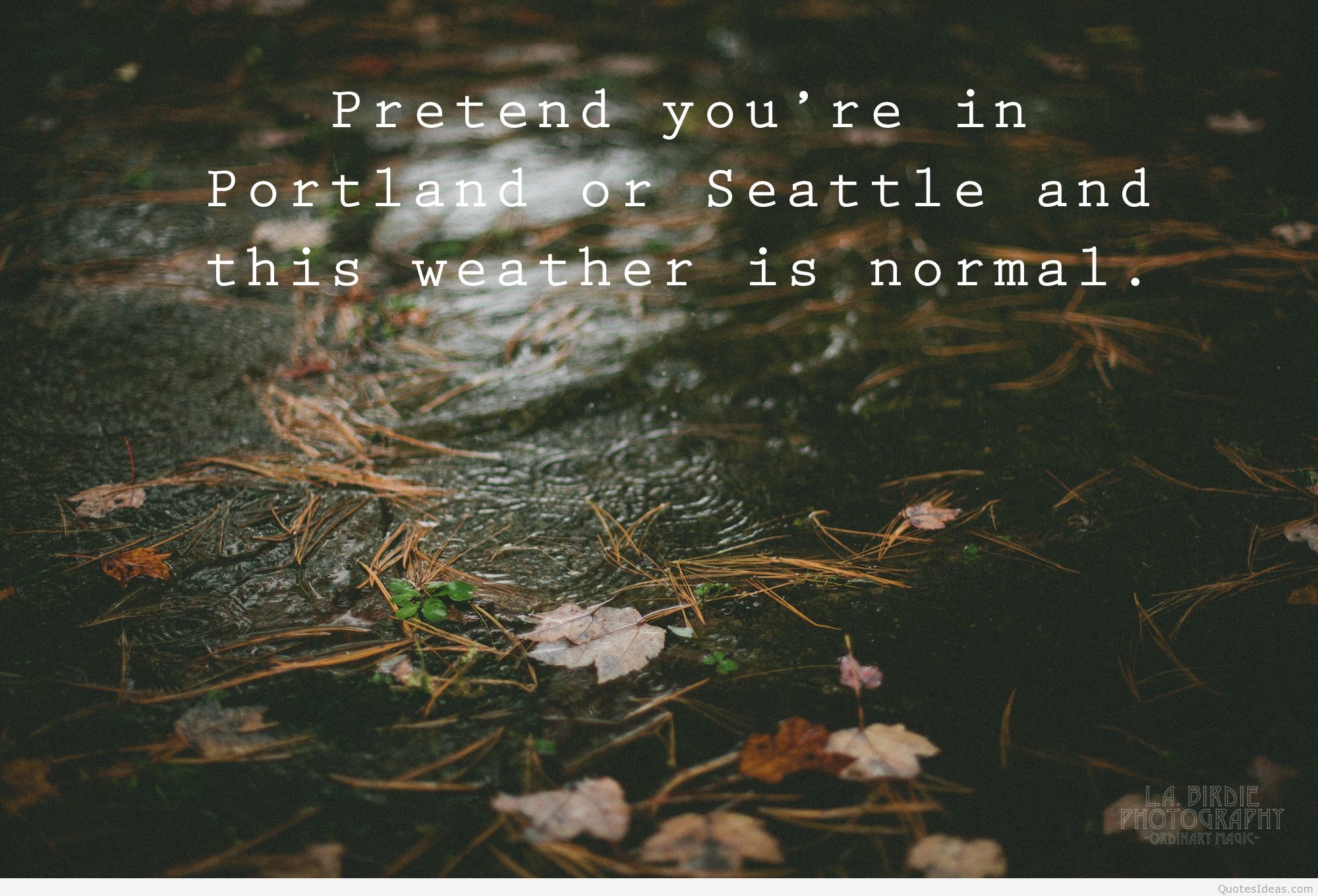 2000x1360 pretend-you_re-in-portland-or-seattle-and-this-  fe3a81a5443bb73875d3046f9bb366fb ...