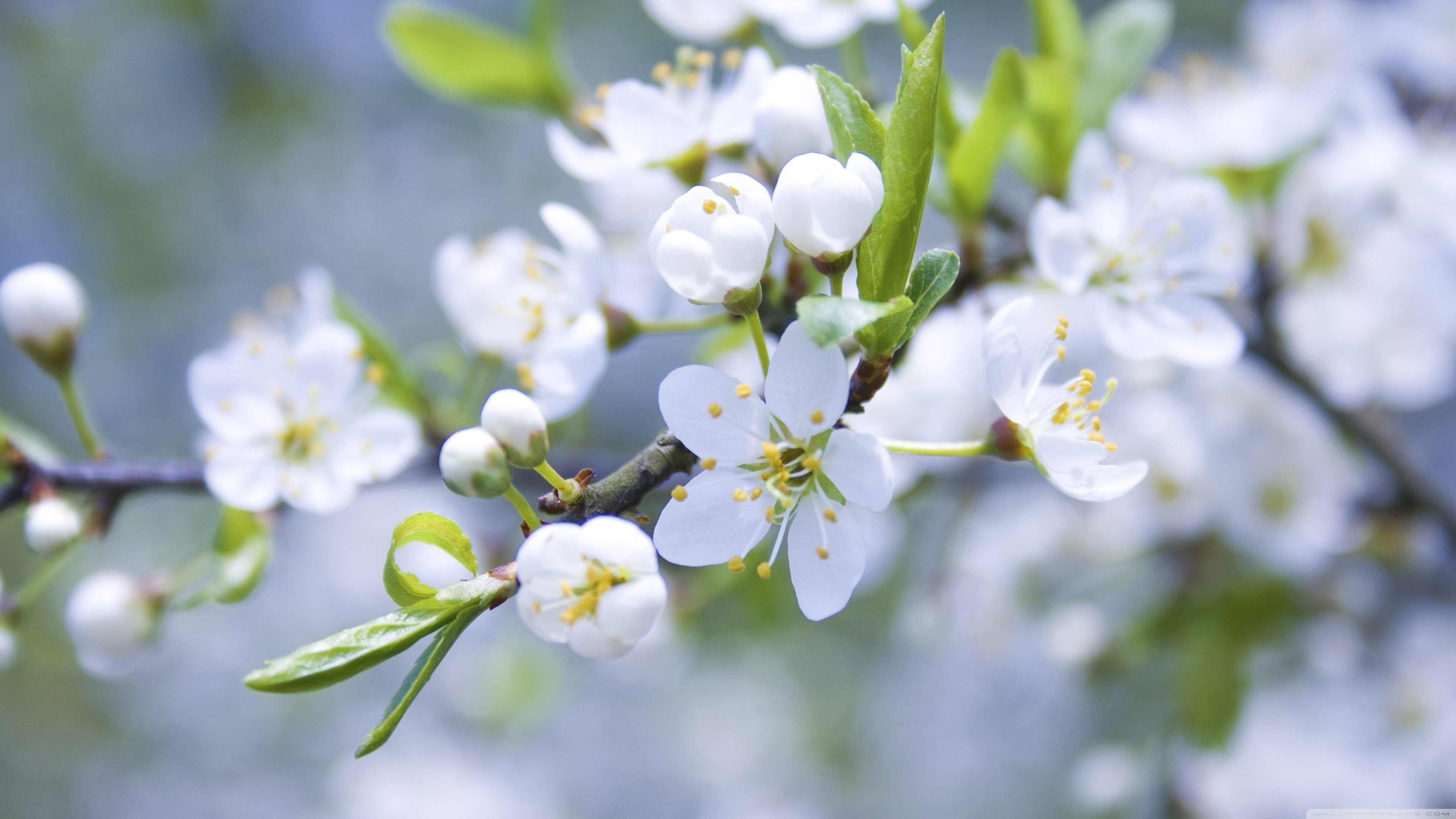 3840x2160 White flowers spring blossoms macro wallpaper |  | 260656 |  WallpaperUP
