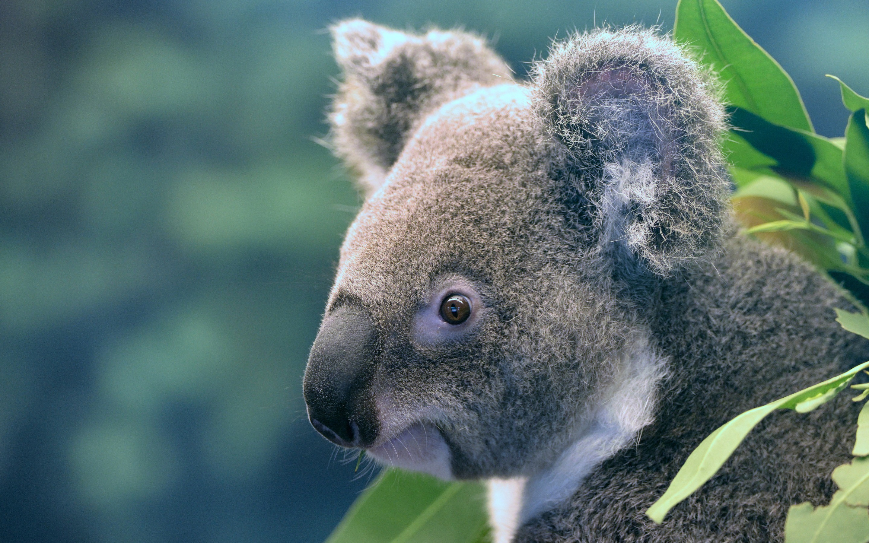 2880x1800 Koala, cute bear cub, portrait, marsupials, Australia, fauna, Phascolarctos  cinereus