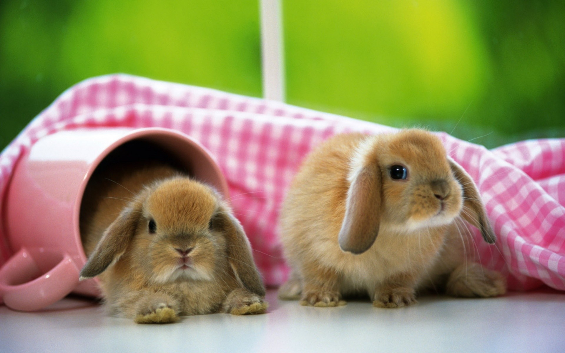 1920x1200 Rabbits images Bunnies HD wallpaper and background photos