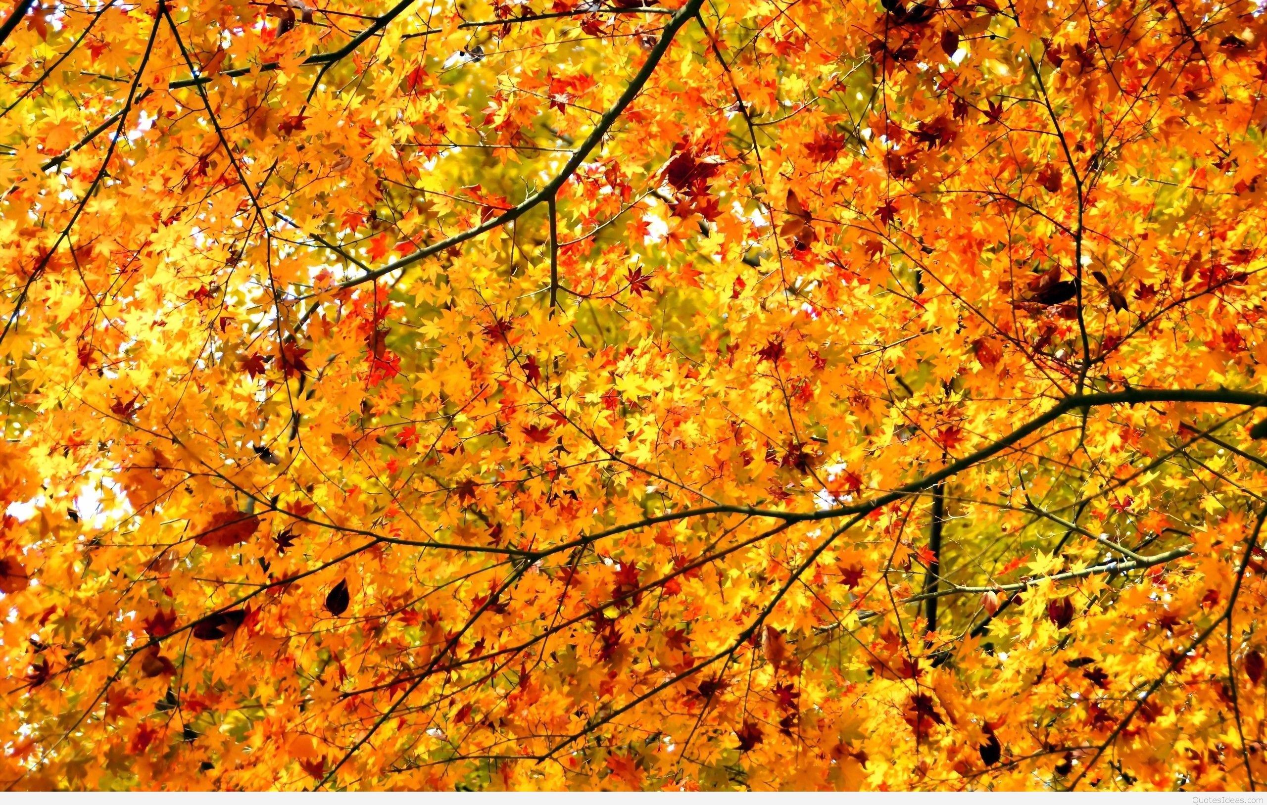2560x1627 ... autumn-leaves-hd-wallpaper ...