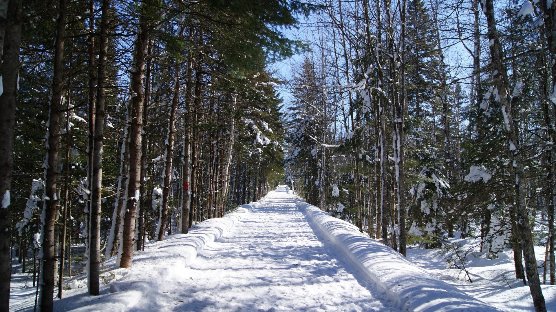 1920x1080 #CCCCDD Color - Endless Path Snow Winter Trail Irishtown Park Nature Trees  Moncton Forest Live