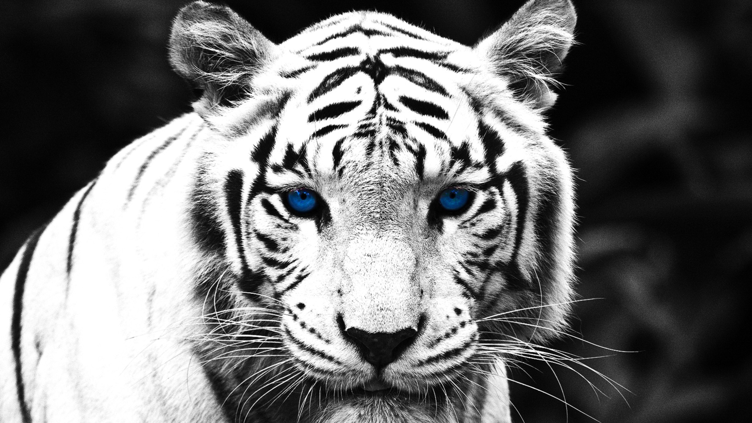 Wallpaper ID 366501  Animal White Tiger Phone Wallpaper Tiger Black and  White 1080x2340 free download
