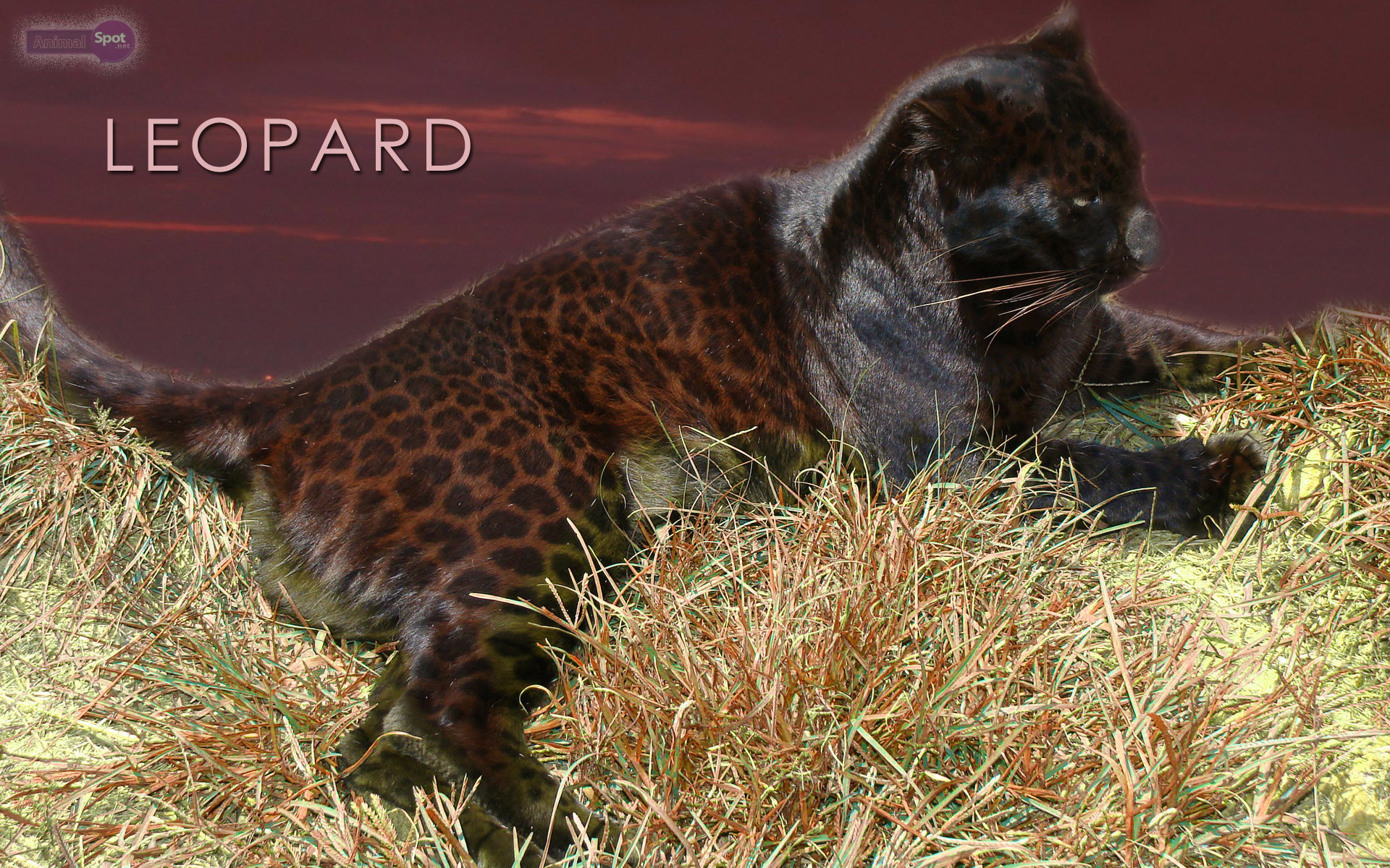 1920x1200 Best Leopard Wallpapers and Backgrounds