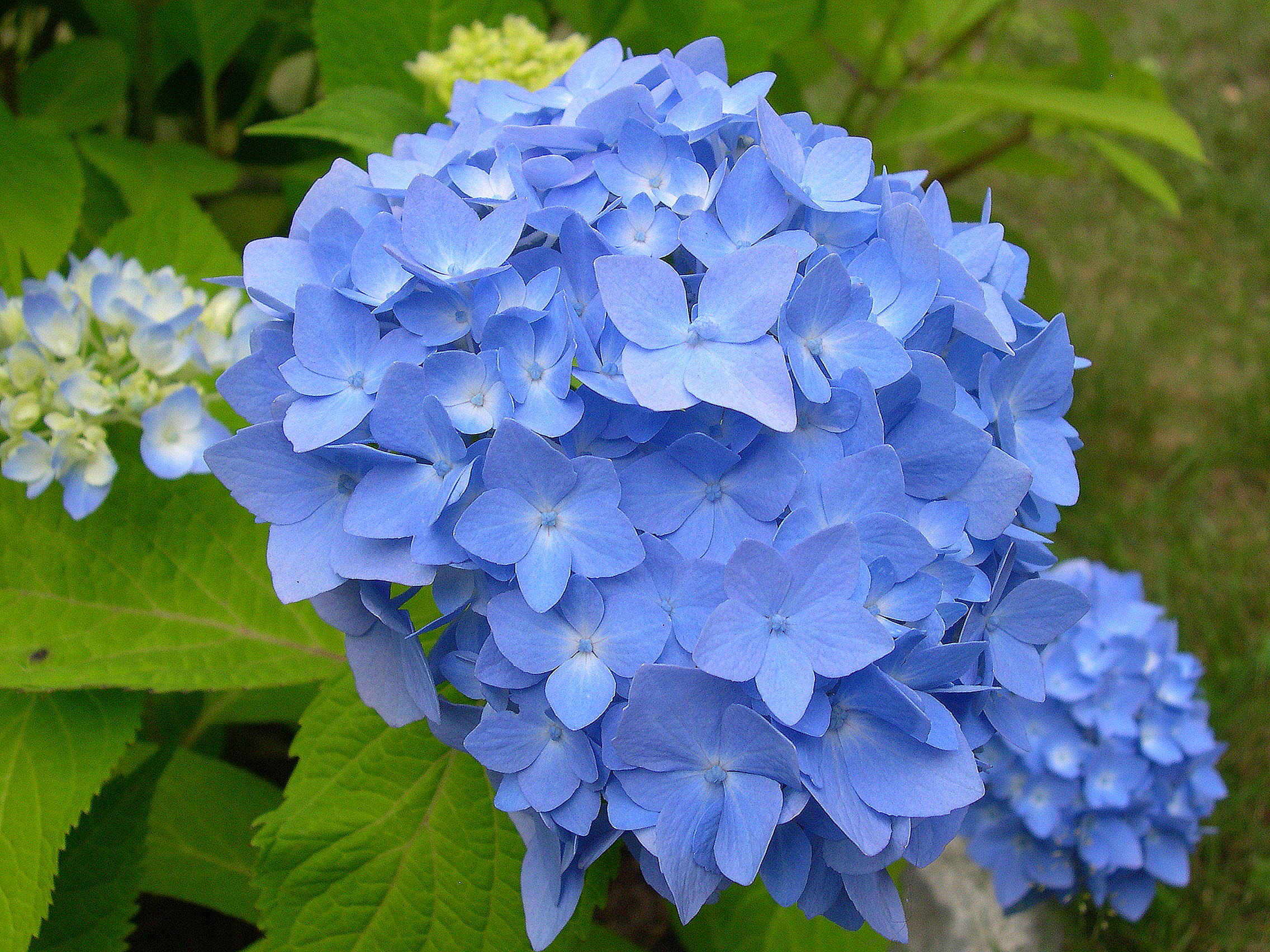 2272x1704 blue flowers nature
