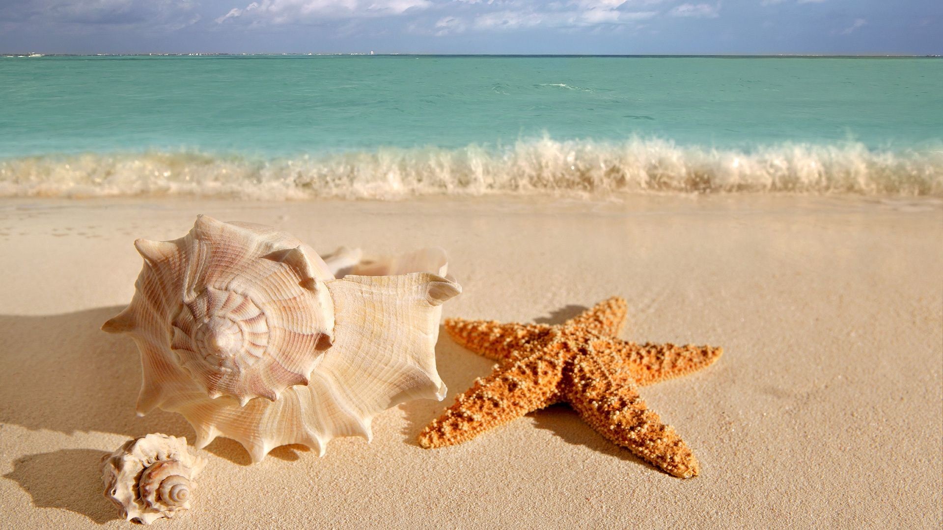 1920x1080 1080x1920 Pure Seaside Beach Starfish Seashell #iPhone #6 #plus #wallpaper