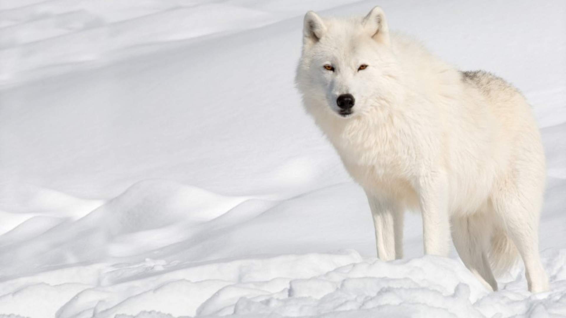 1920x1080 pin Arctic Fox clipart arctic wolf #6