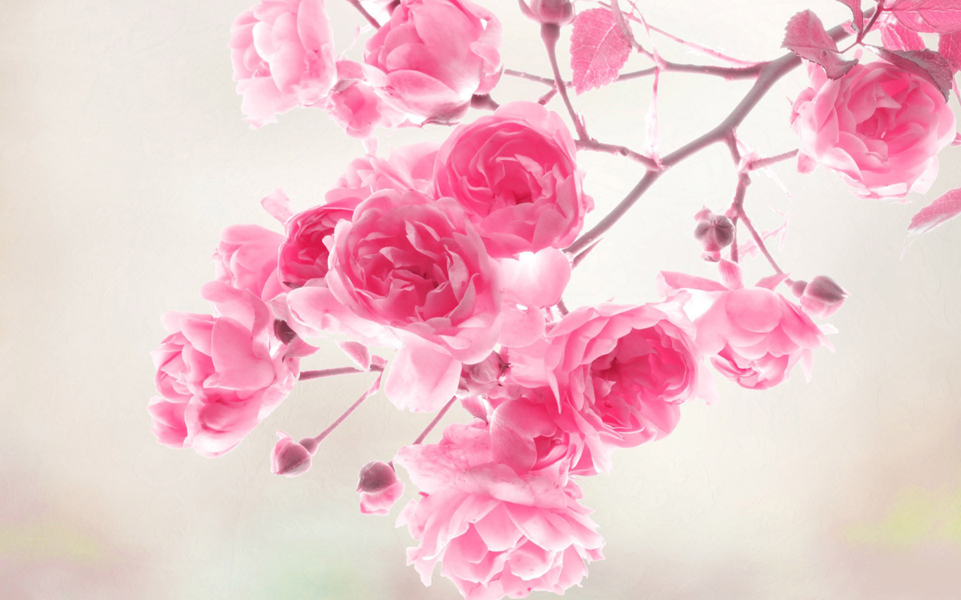 1920x1200 HD Wallpaper and background photos of Pretty Pink Roses Wallpaper for fans  of Pink (Color) images.