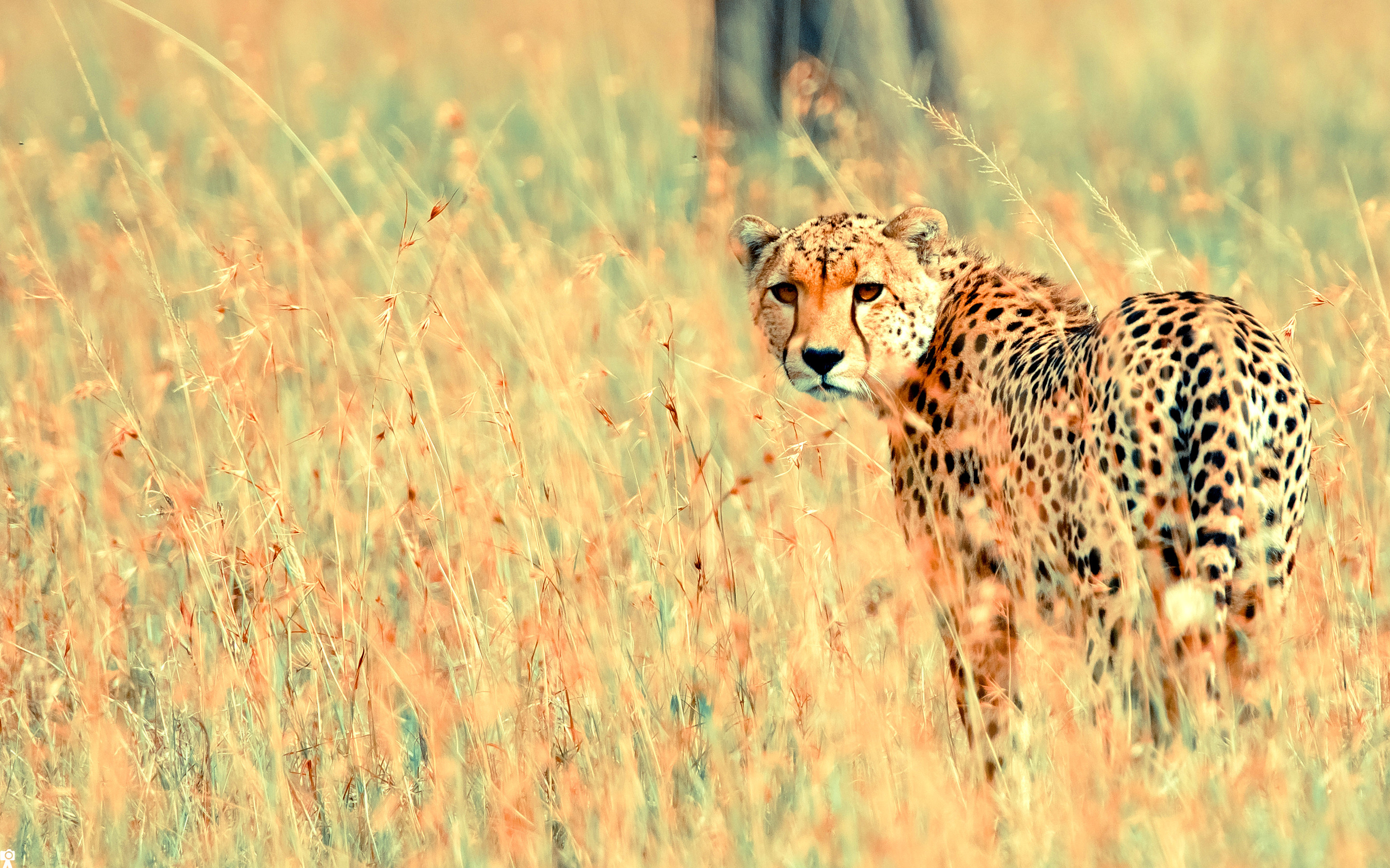2880x1800 Beautiful Cheetah