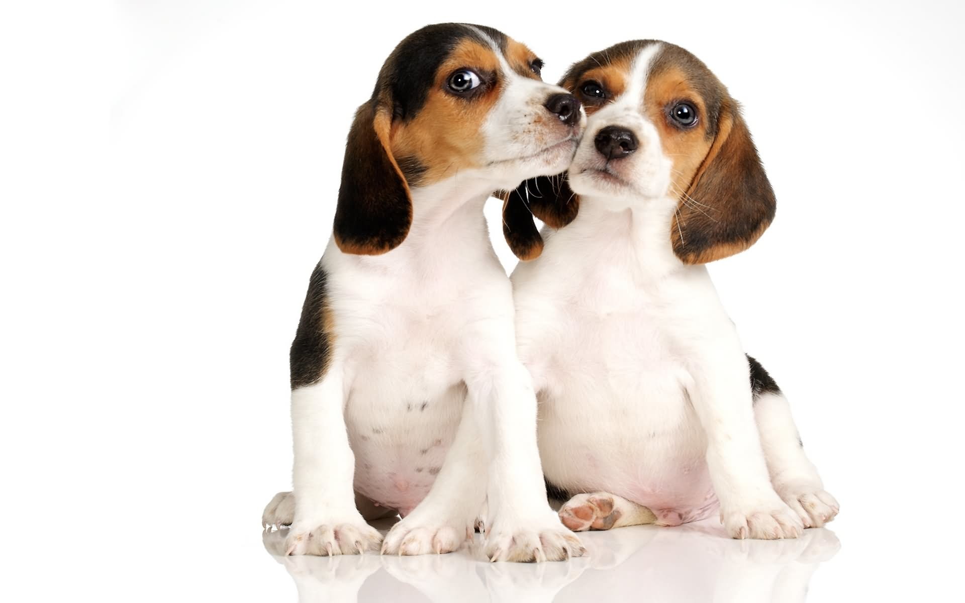 1920x1200 Two Cute Beagle Puppies Kissing Picture