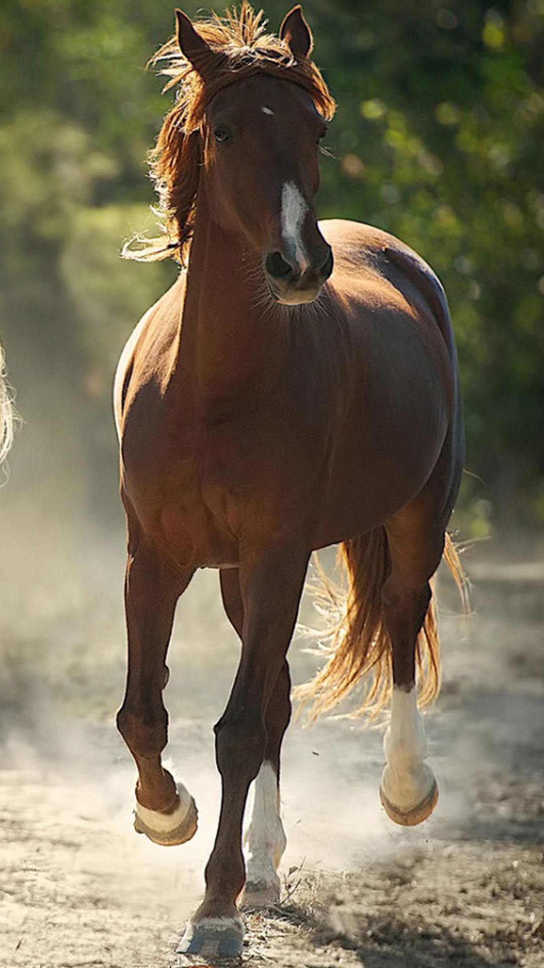 1080x1920 Animals Beautiful Horse Colorful Rapid Speed Graceful