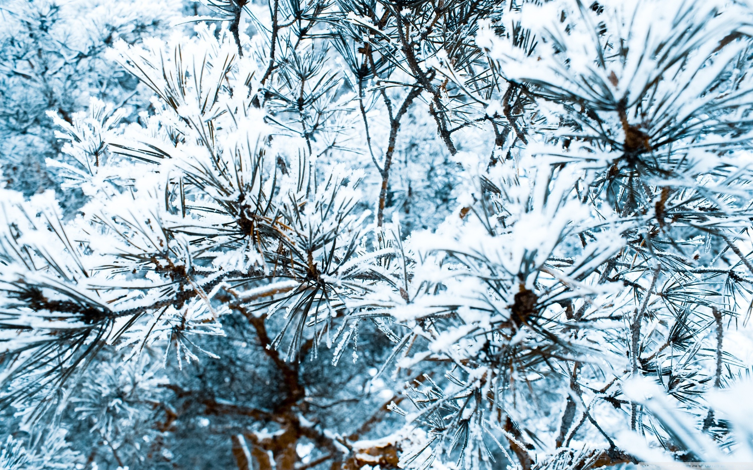 2560x1600 ... Snowy Fir Trees Forest HD desktop wallpaper : High Definition ... Apple  ...