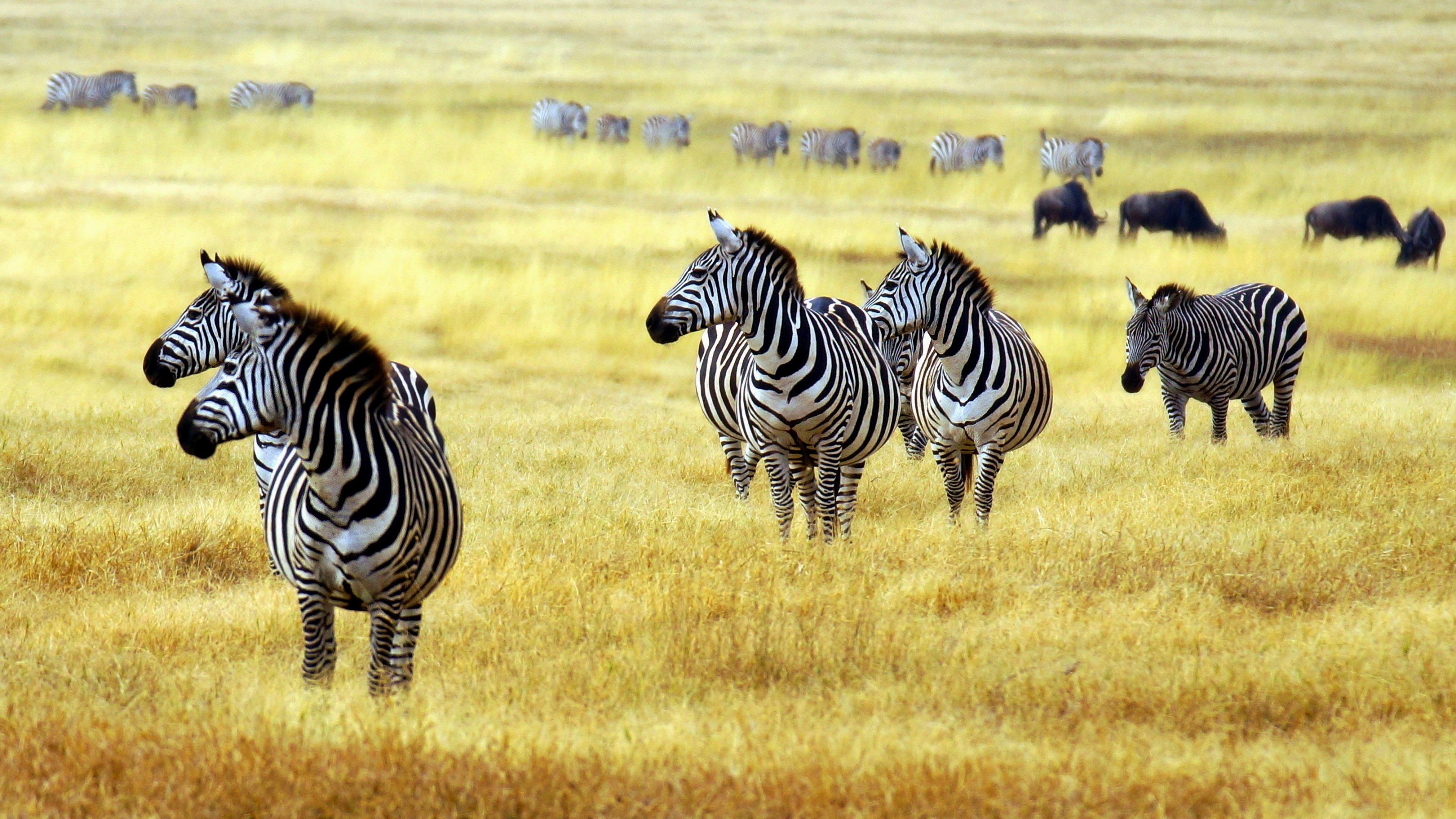 3840x2160 Zebras in African Savanna Forest