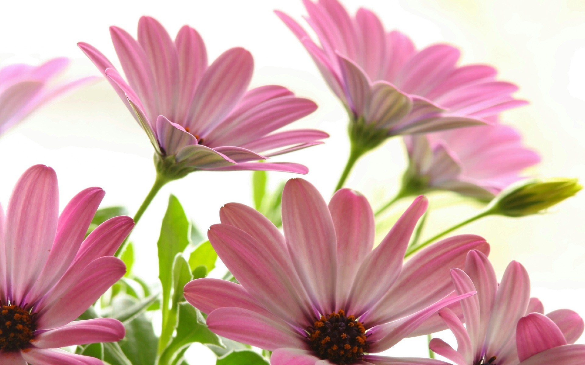 1920x1200 Pink Daisies Wallpaper Flowers Nature