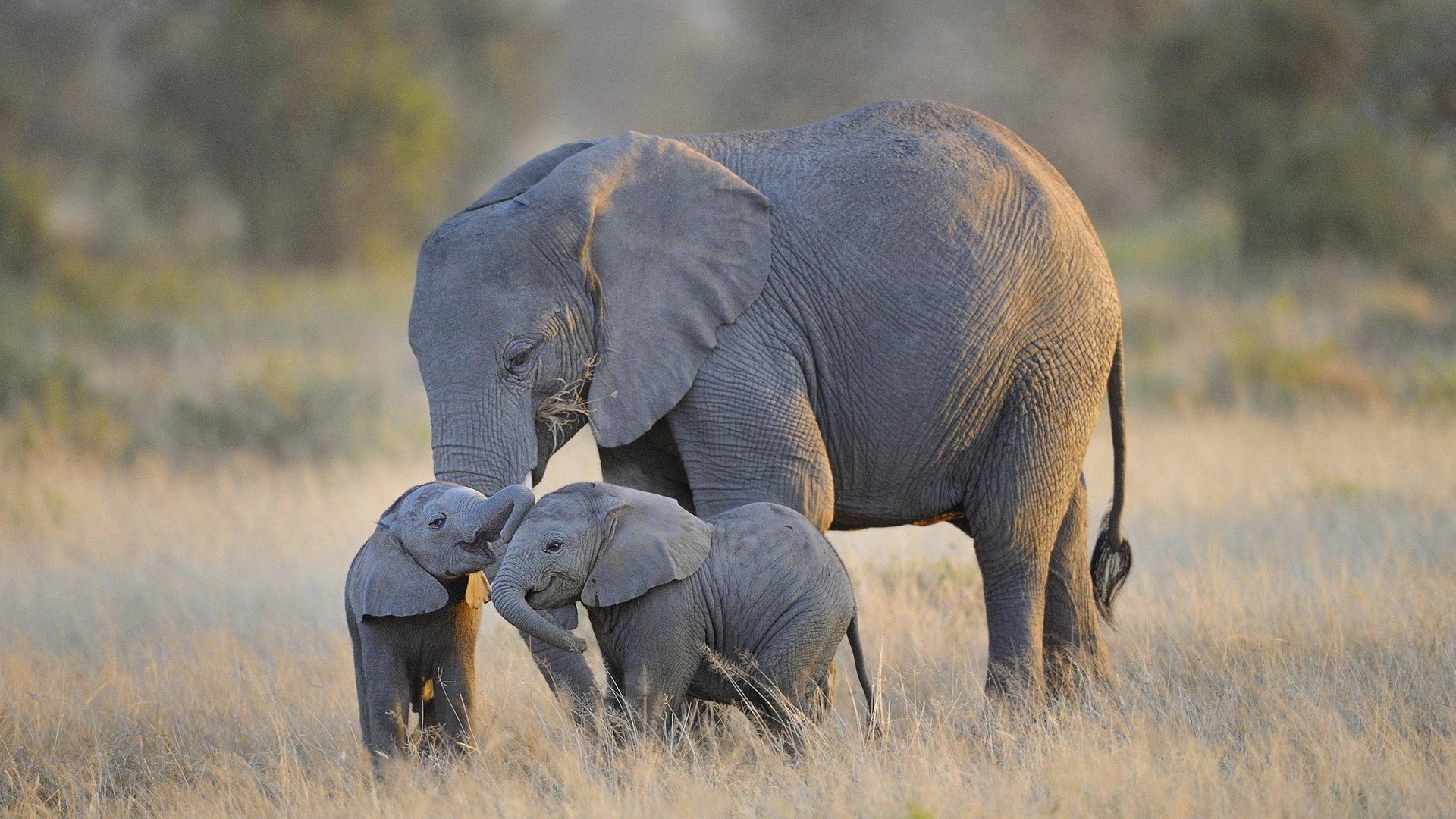 1920x1080 wallpaper.wiki-Elephant-and-baby-pictures-hd-PIC-