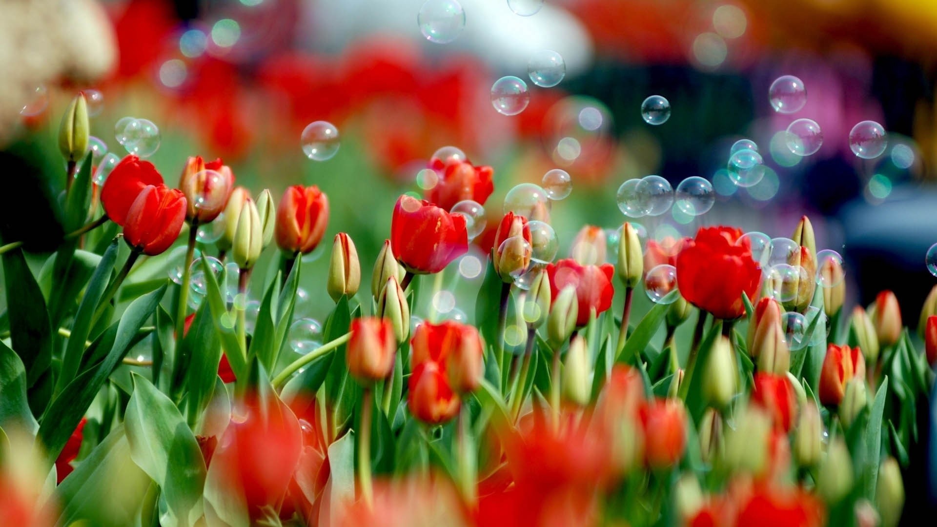 1920x1080 Tulips and Bubbles HD Wallpaper
