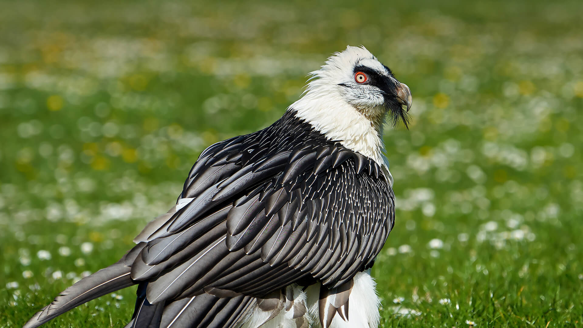 1920x1080 Bearded vulture (Gypaetus barbatus)