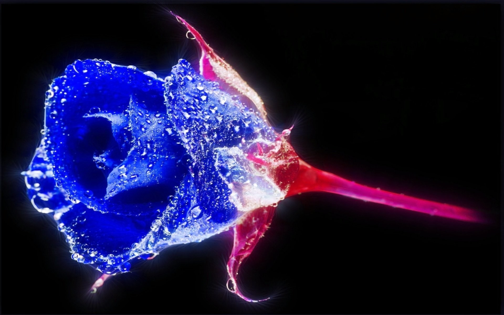 1920x1200 Crystal Blue Rose; crystal blue