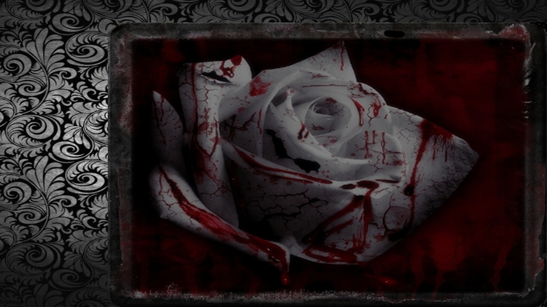 1920x1080 Bloody White Rose